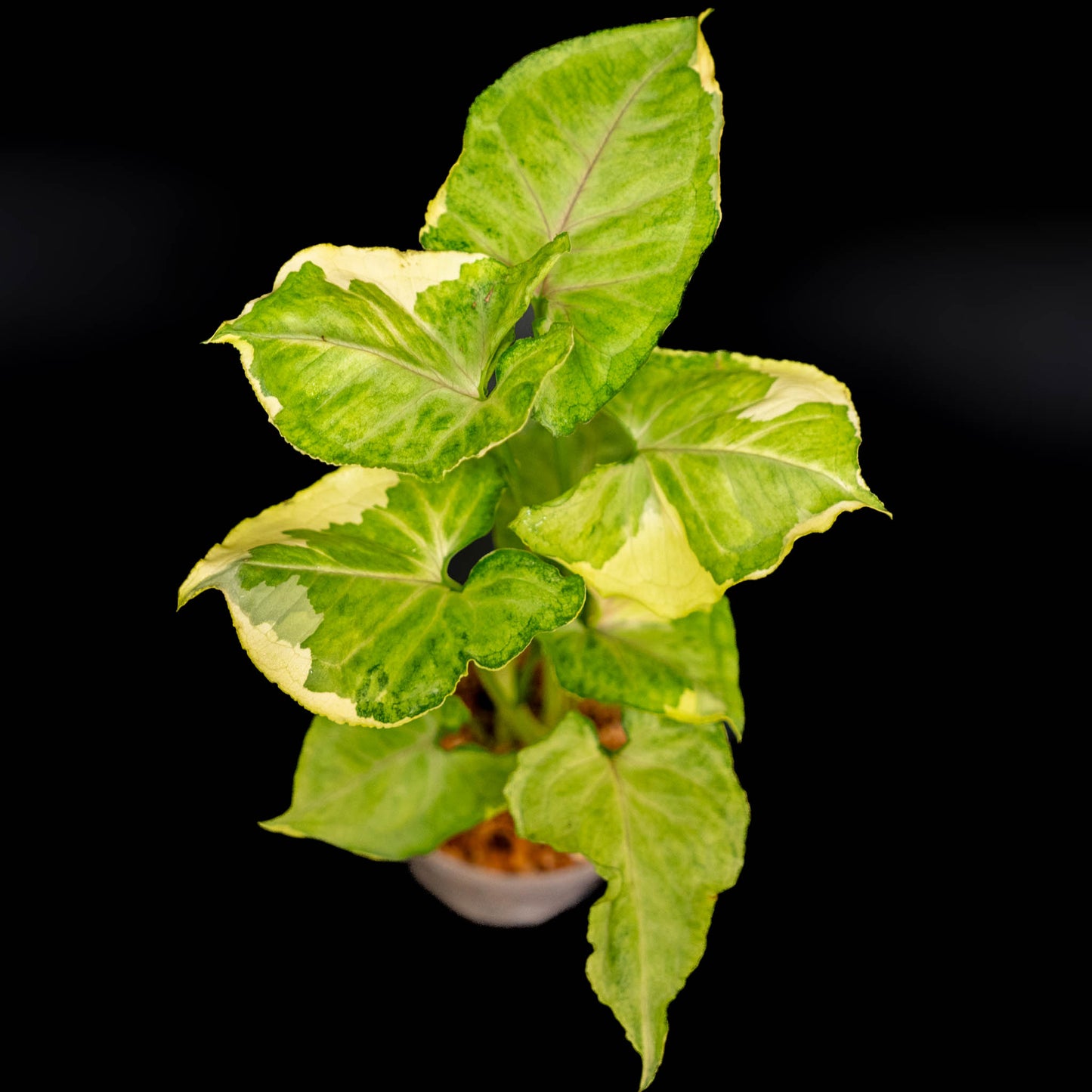 Syngonium Golden or Mango Allusion Variegated (Grower's Choice)