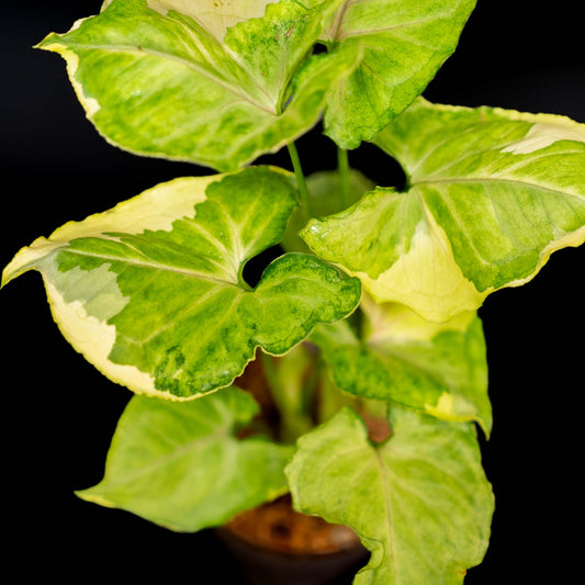 Syngonium Golden or Mango Allusion Variegated (Grower's Choice)