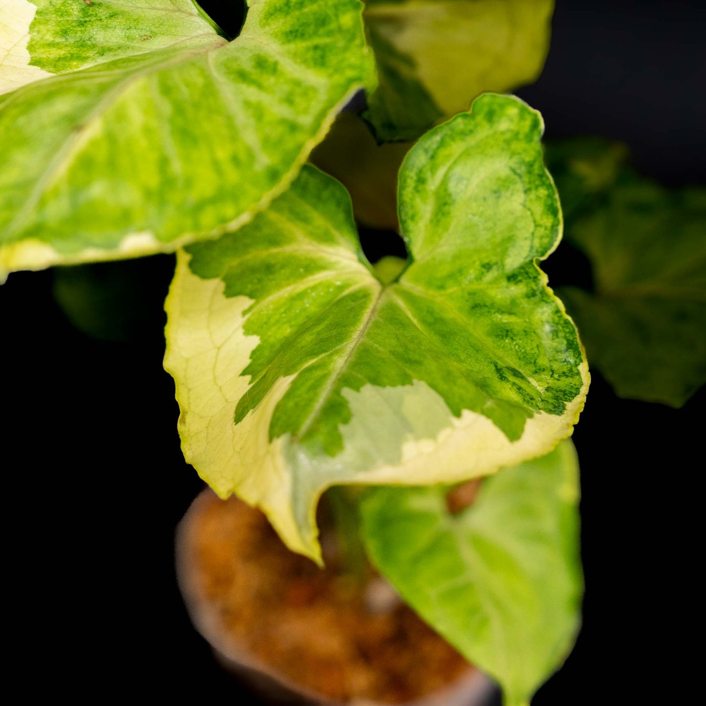 Syngonium Golden or Mango Allusion Variegated (Grower's Choice)