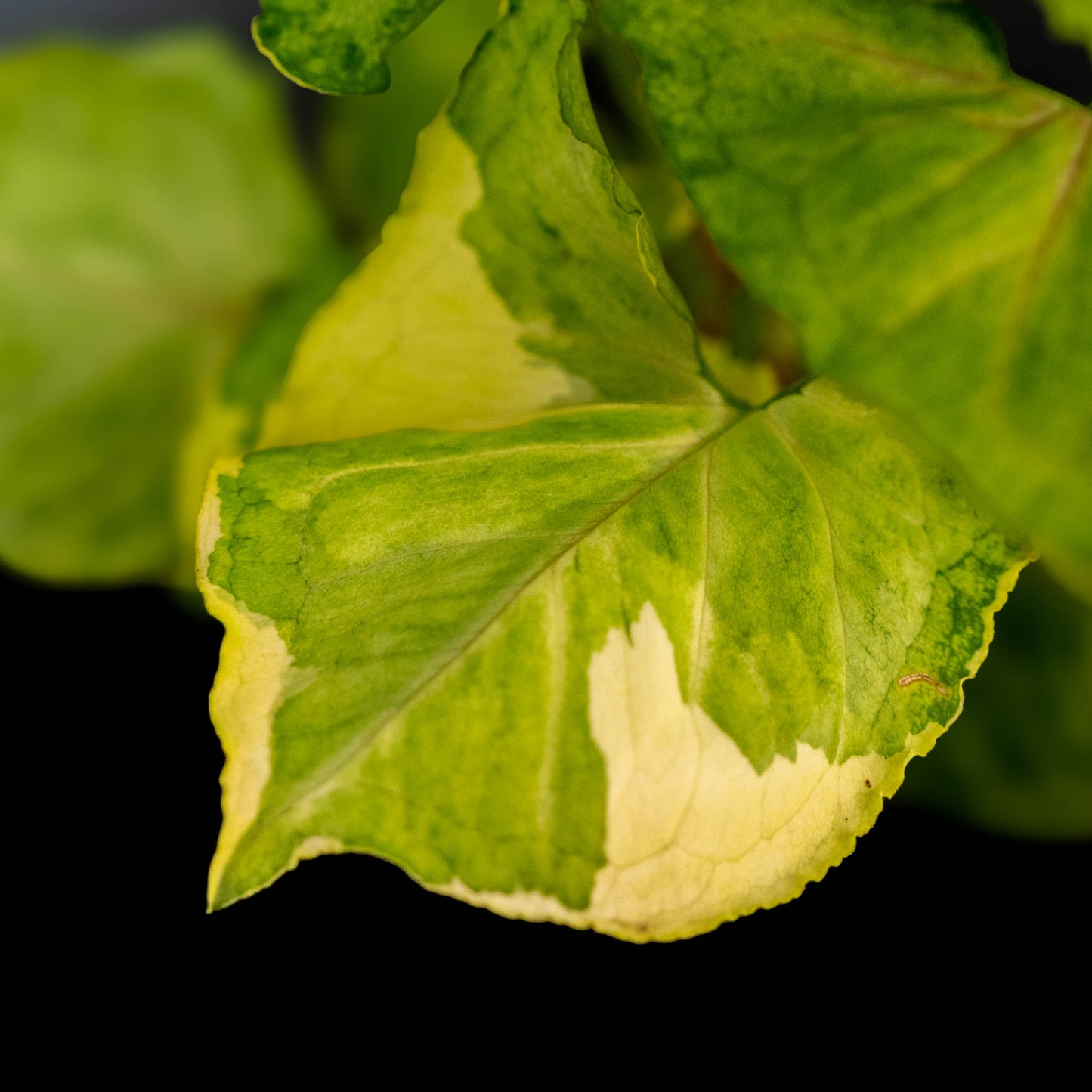 Syngonium Golden or Mango Allusion Variegated (Grower's Choice)