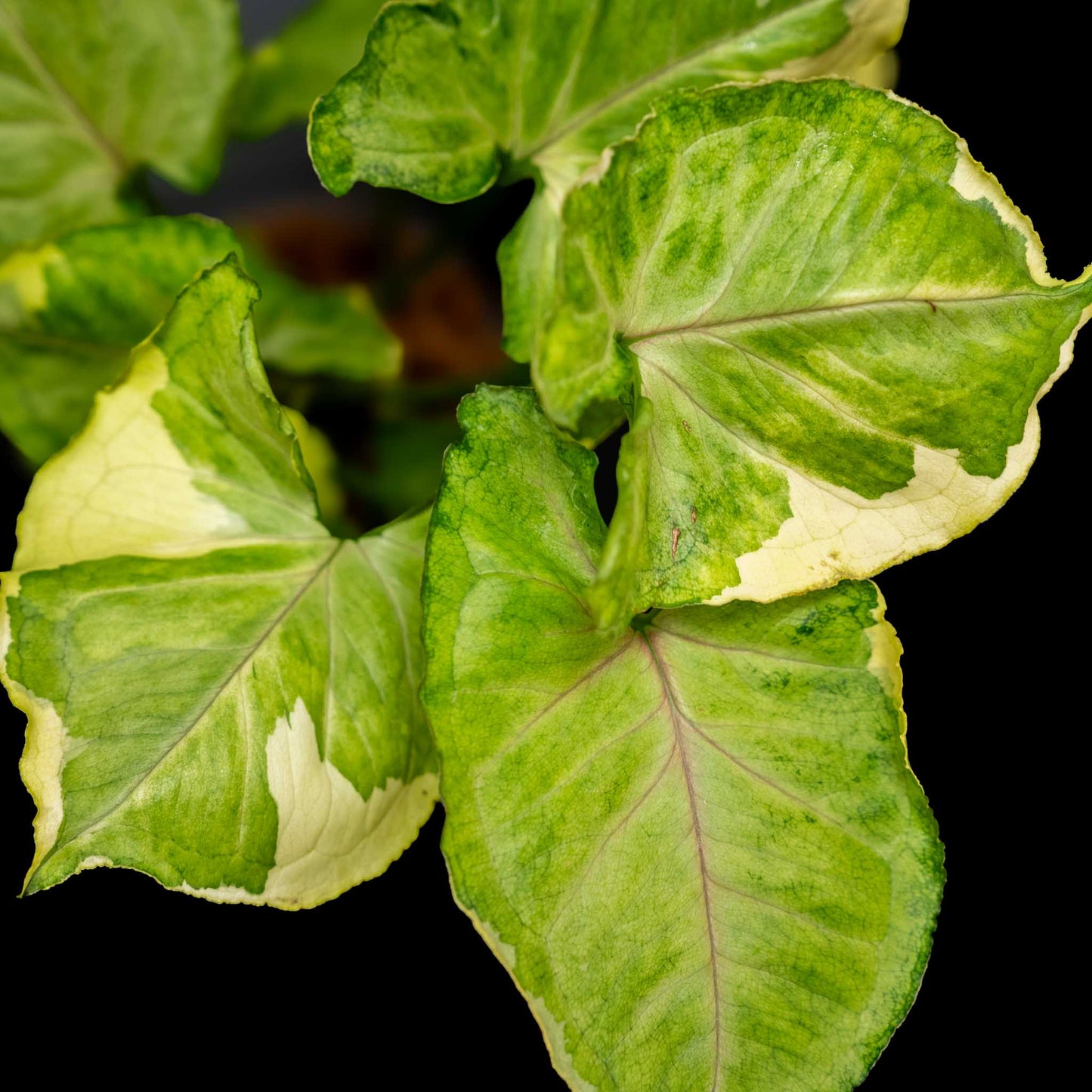 Syngonium Golden or Mango Allusion Variegated (Grower's Choice)