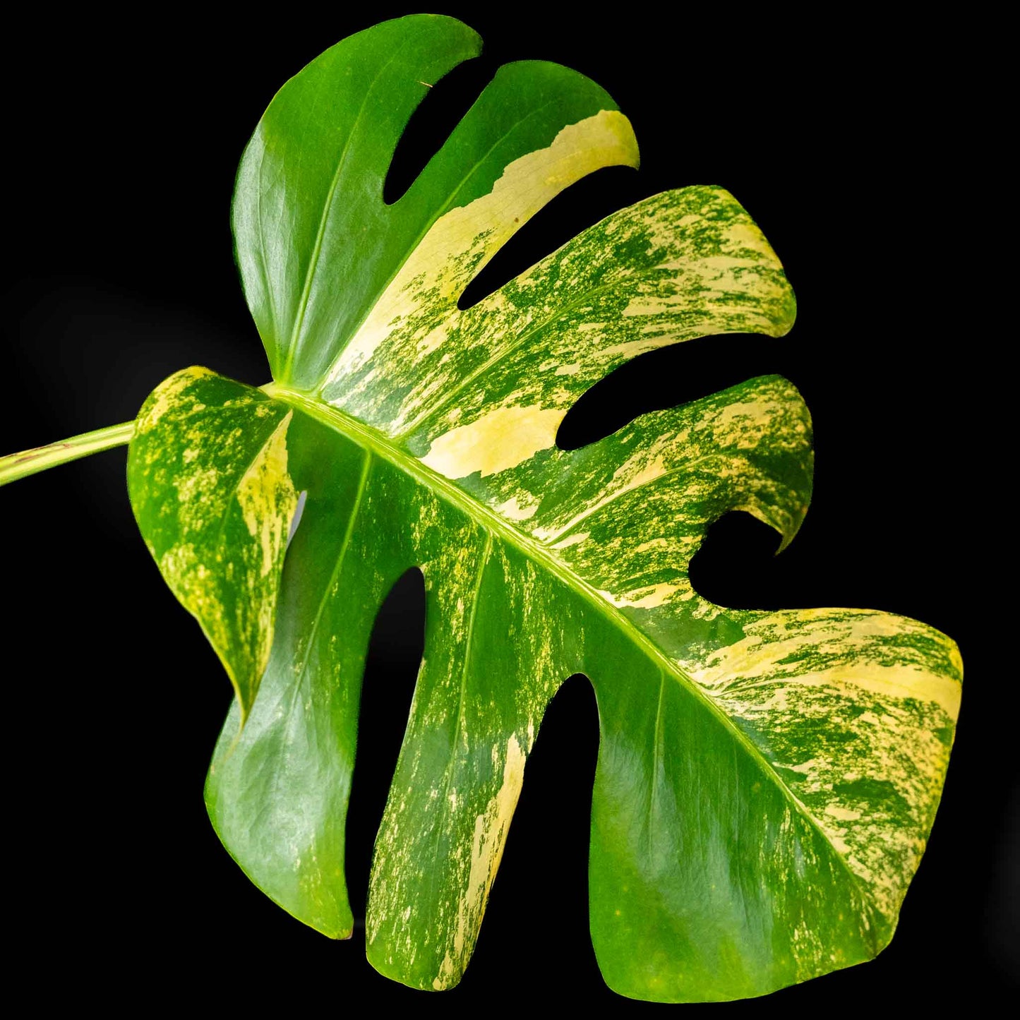 Monstera Deliciosa Borsigiana Variegated Aurea Tricolor (SD43-01)