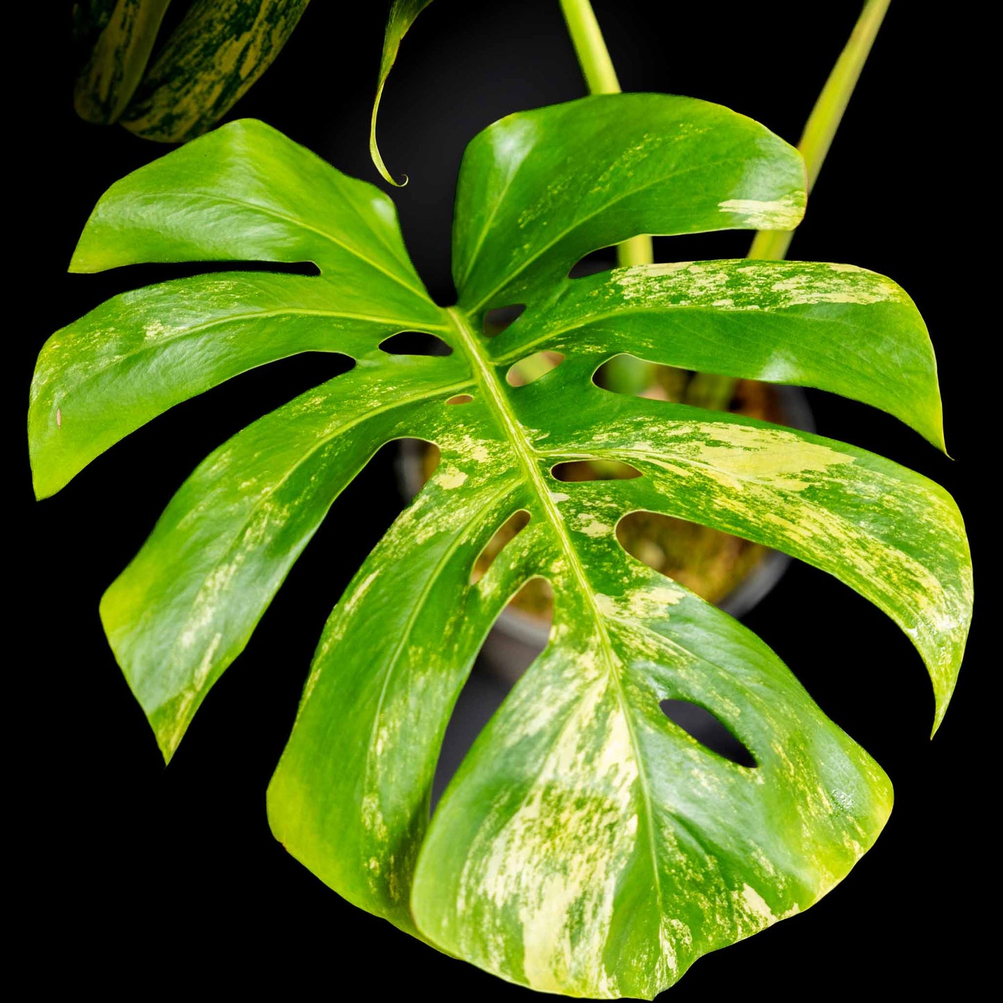 Monstera Deliciosa Borsigiana Variegated Aurea Tricolor (SD43-01)