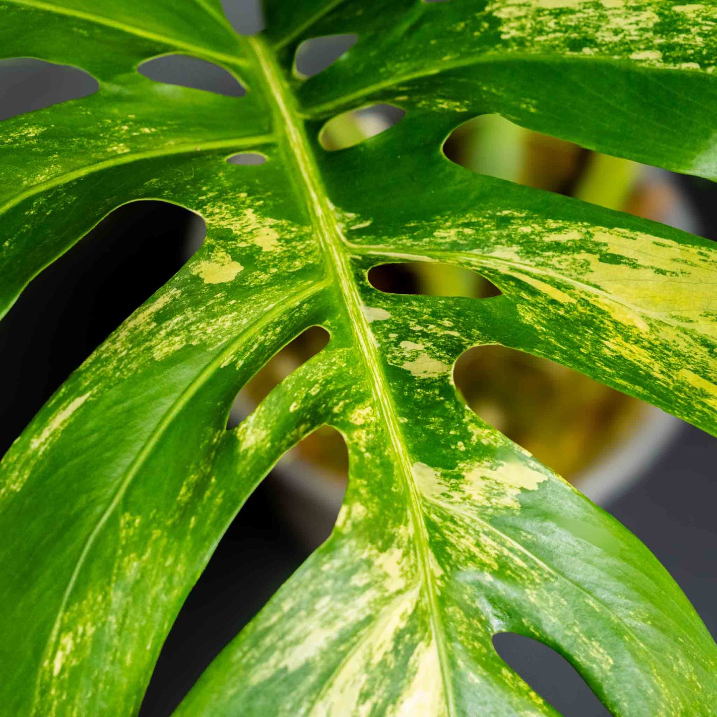 Monstera Deliciosa Borsigiana Variegated Aurea Tricolor (SD43-01)