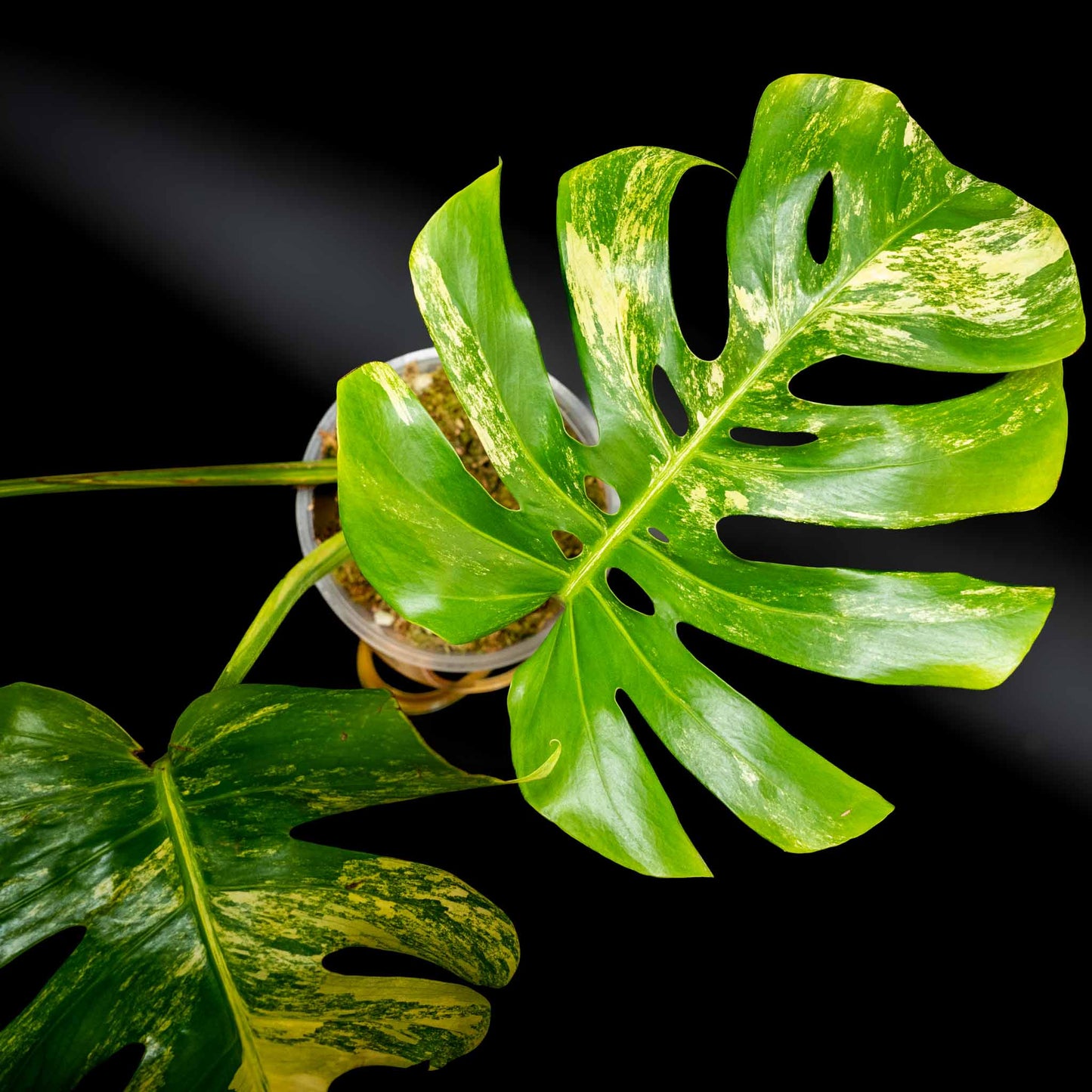 Monstera Deliciosa Borsigiana Variegated Aurea Tricolor (SD43-01)