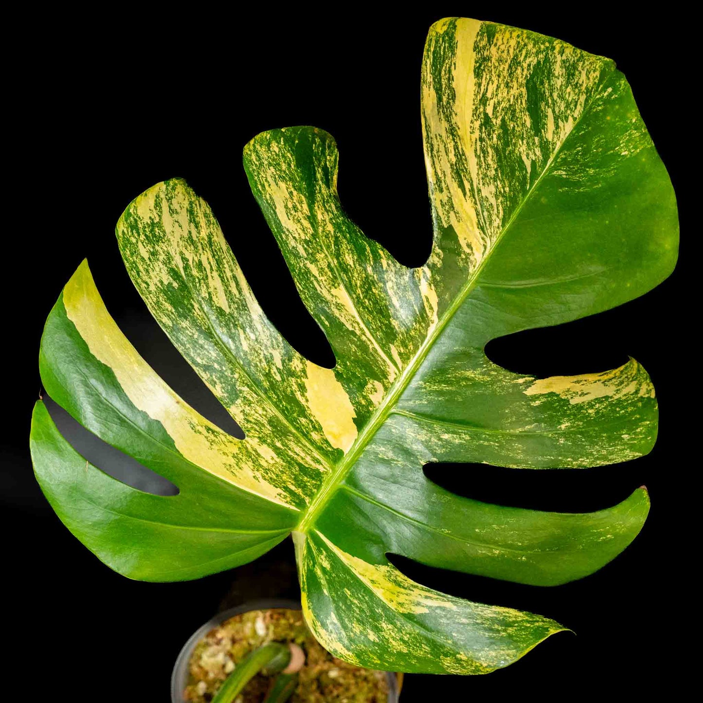 Monstera Deliciosa Borsigiana Variegated Aurea Tricolor (SD43-01)