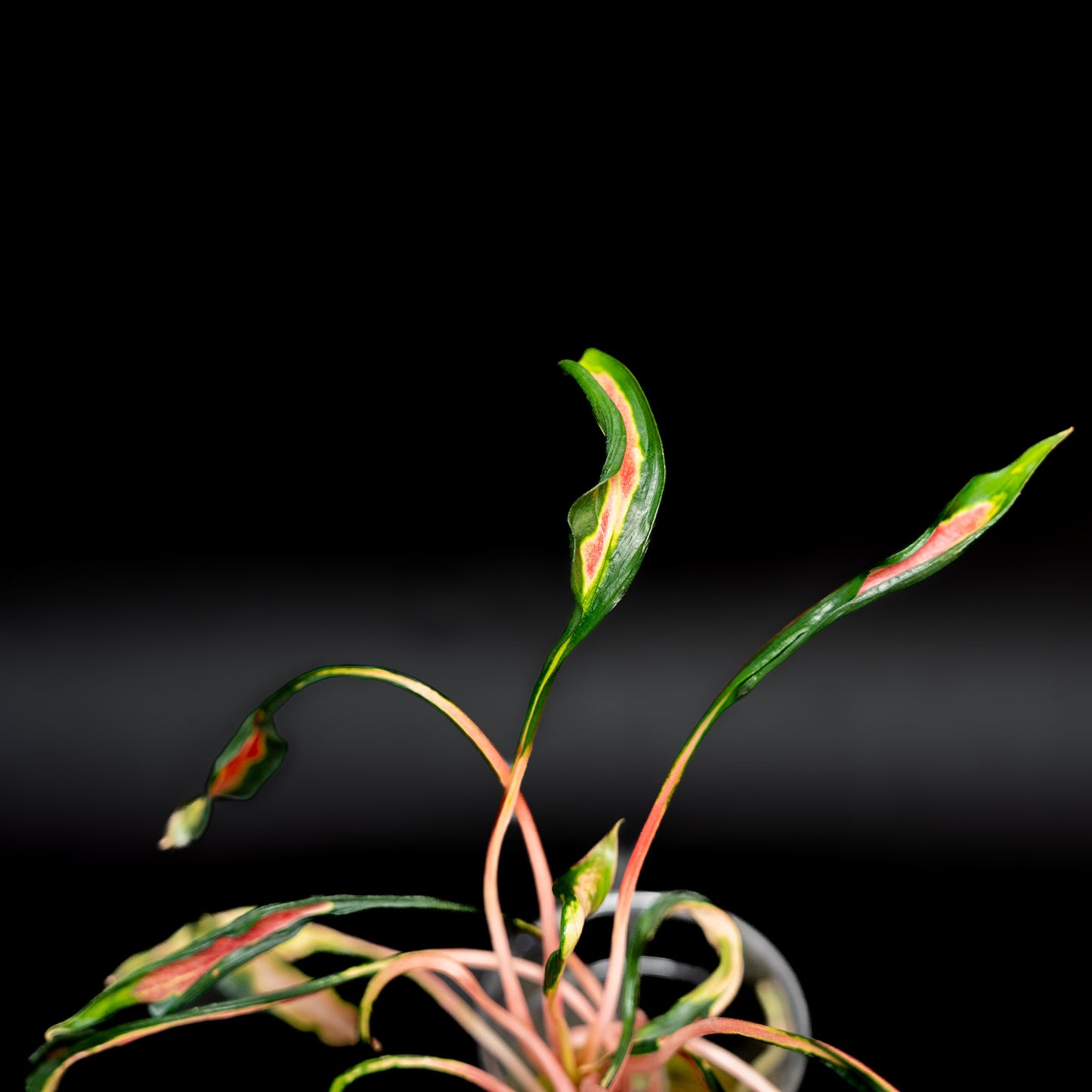 Aglaonema Flying Squid (Grower's Choice)