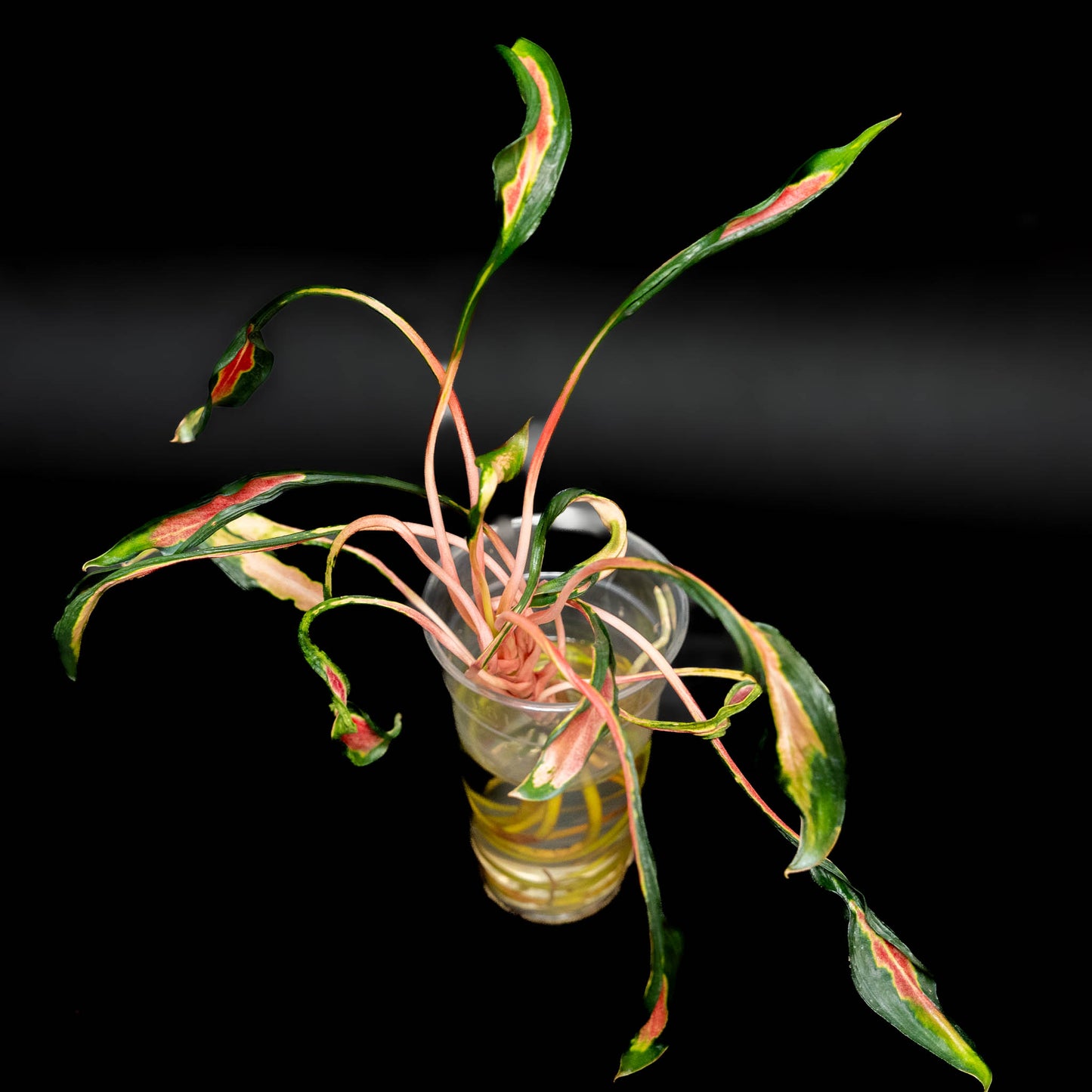 Aglaonema Flying Squid (Grower's Choice)