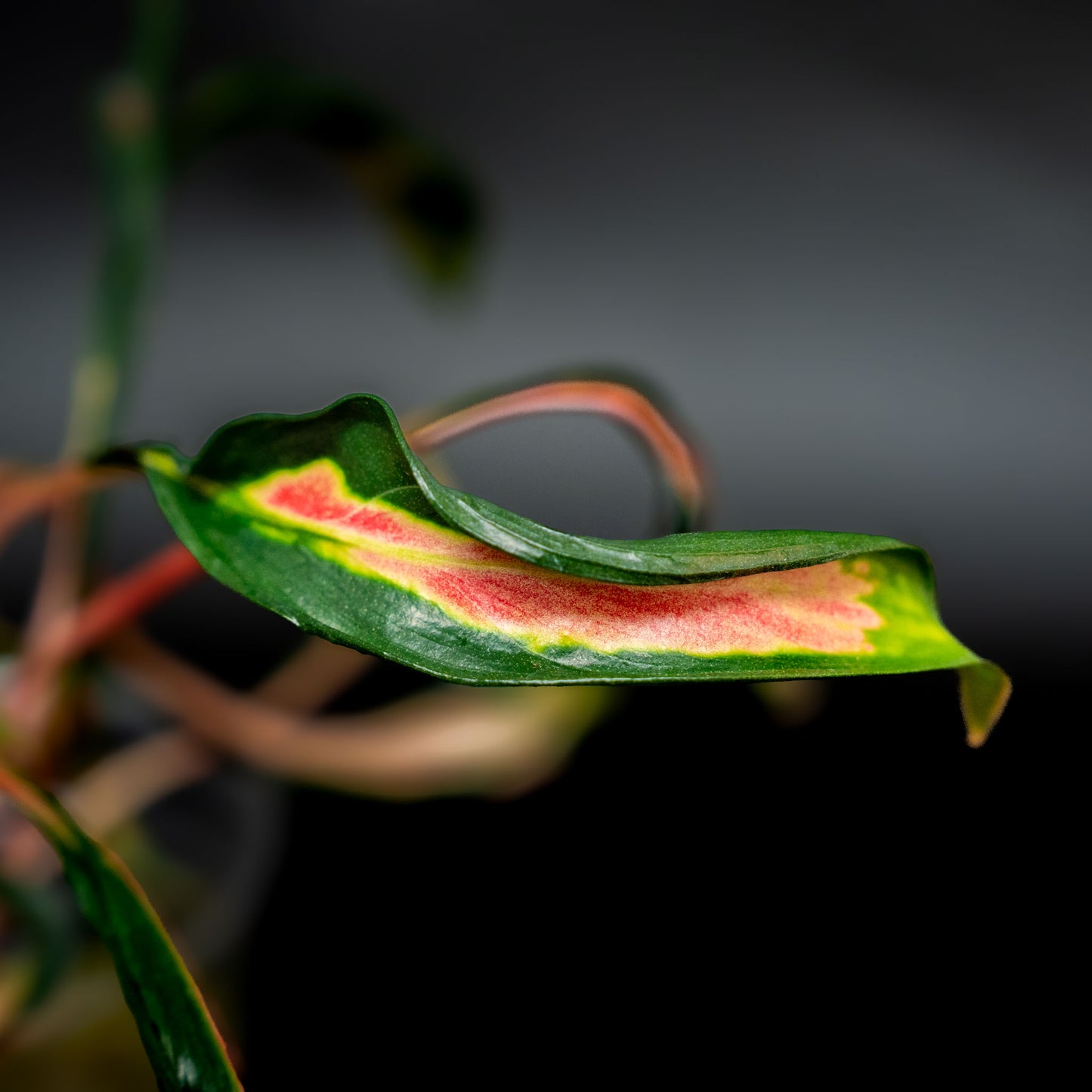 Aglaonema Flying Squid (Grower's Choice)