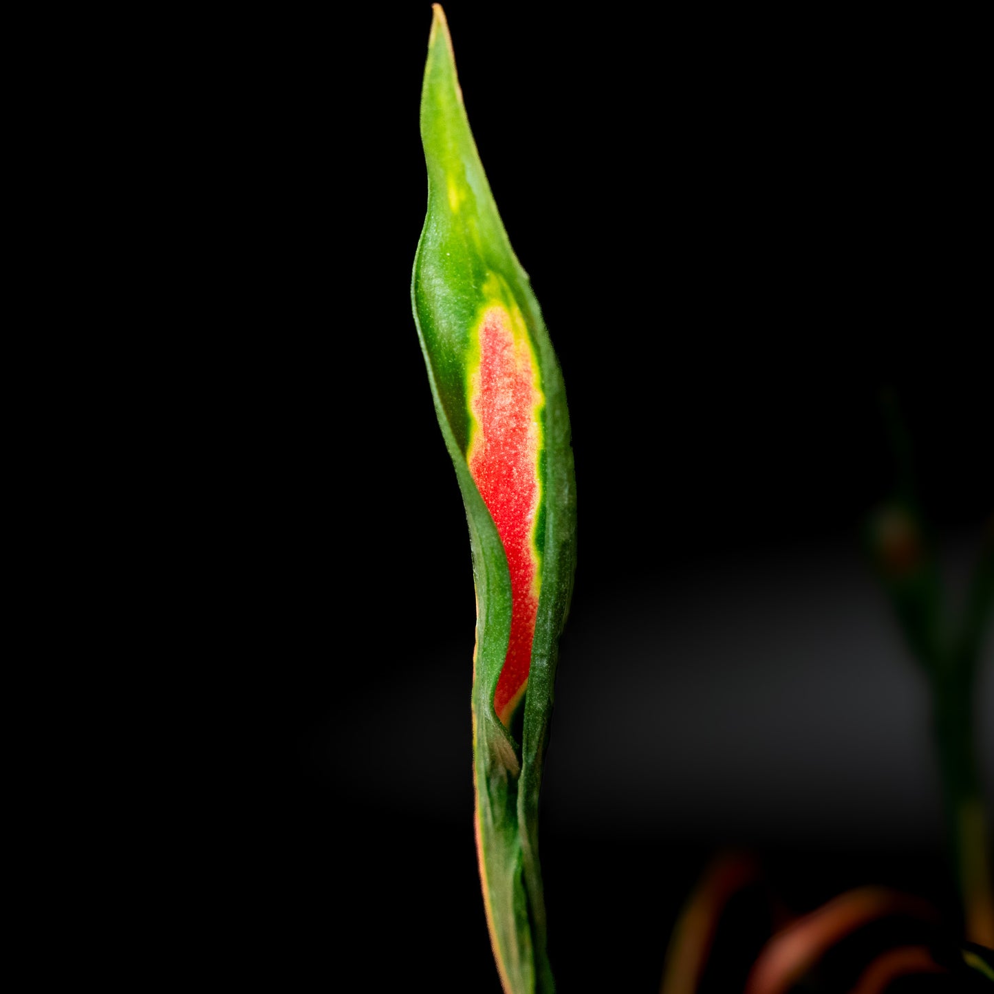 Aglaonema Flying Squid (Grower's Choice)