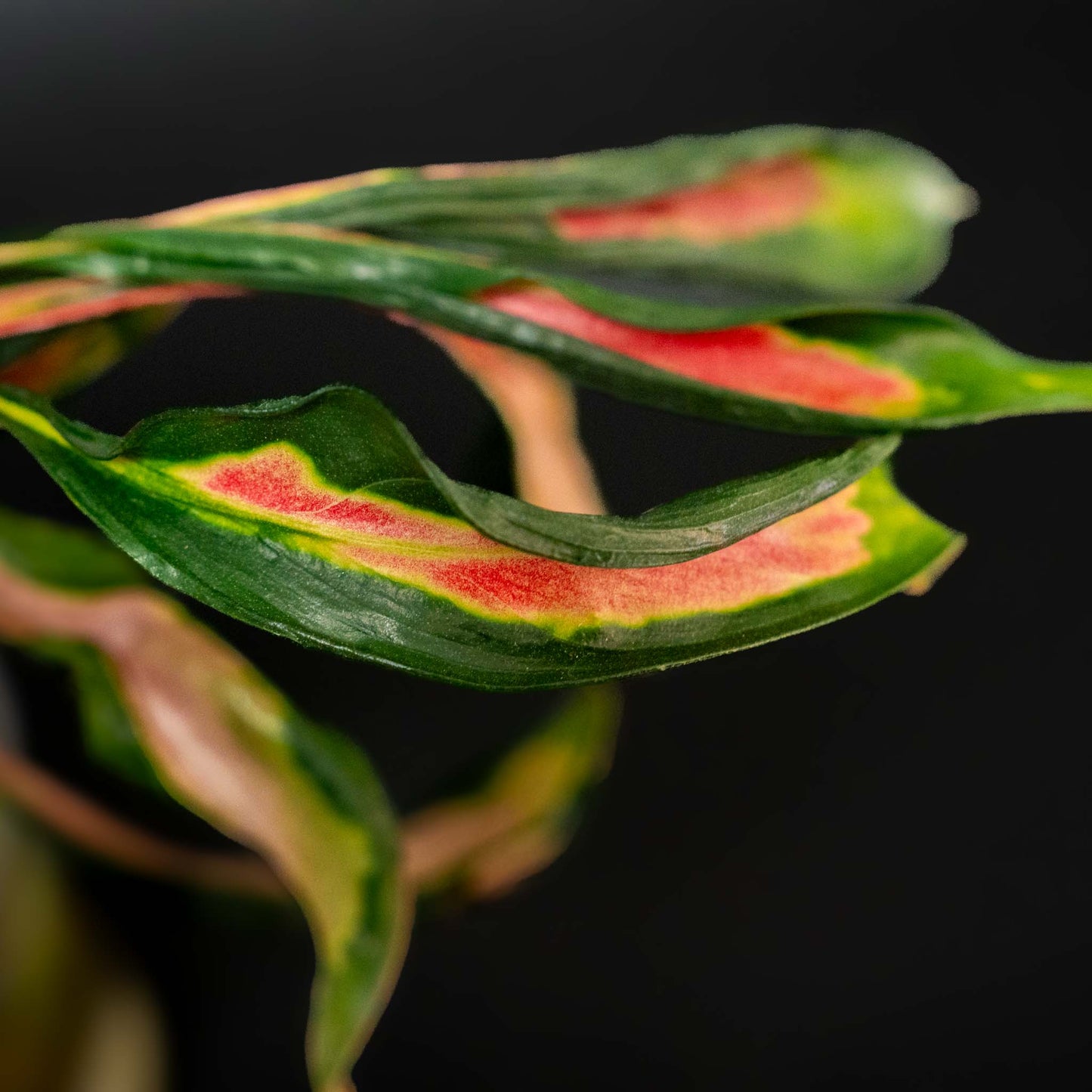 Aglaonema Flying Squid (Grower's Choice)