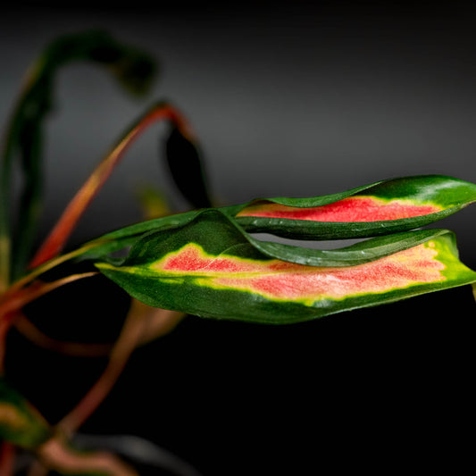 Aglaonema Flying Squid (Grower's Choice)