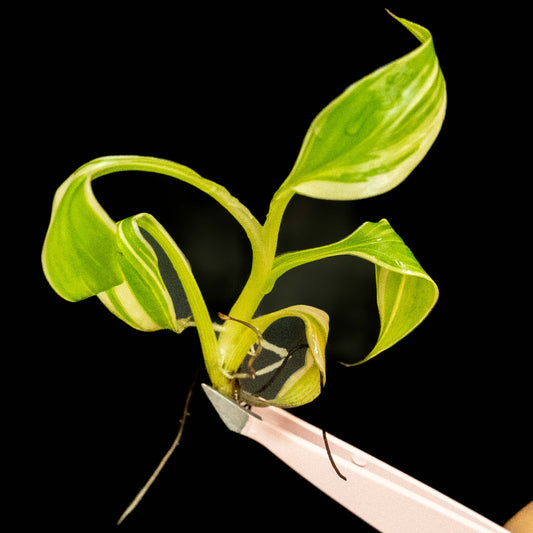 Musa Nono Banana Pink Variegated Tissue Culture Plantlet *Seller's Choice*