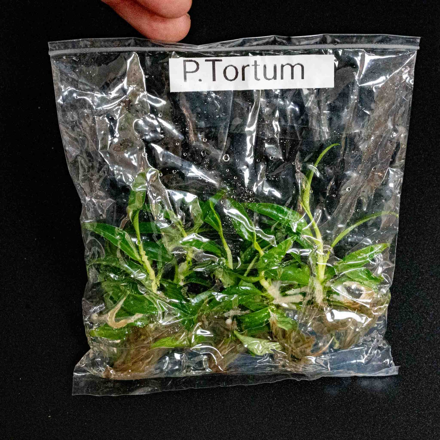 Philodendron 'Tortum' Tissue Culture Plantlets 5 Pack (Seller's Choice)