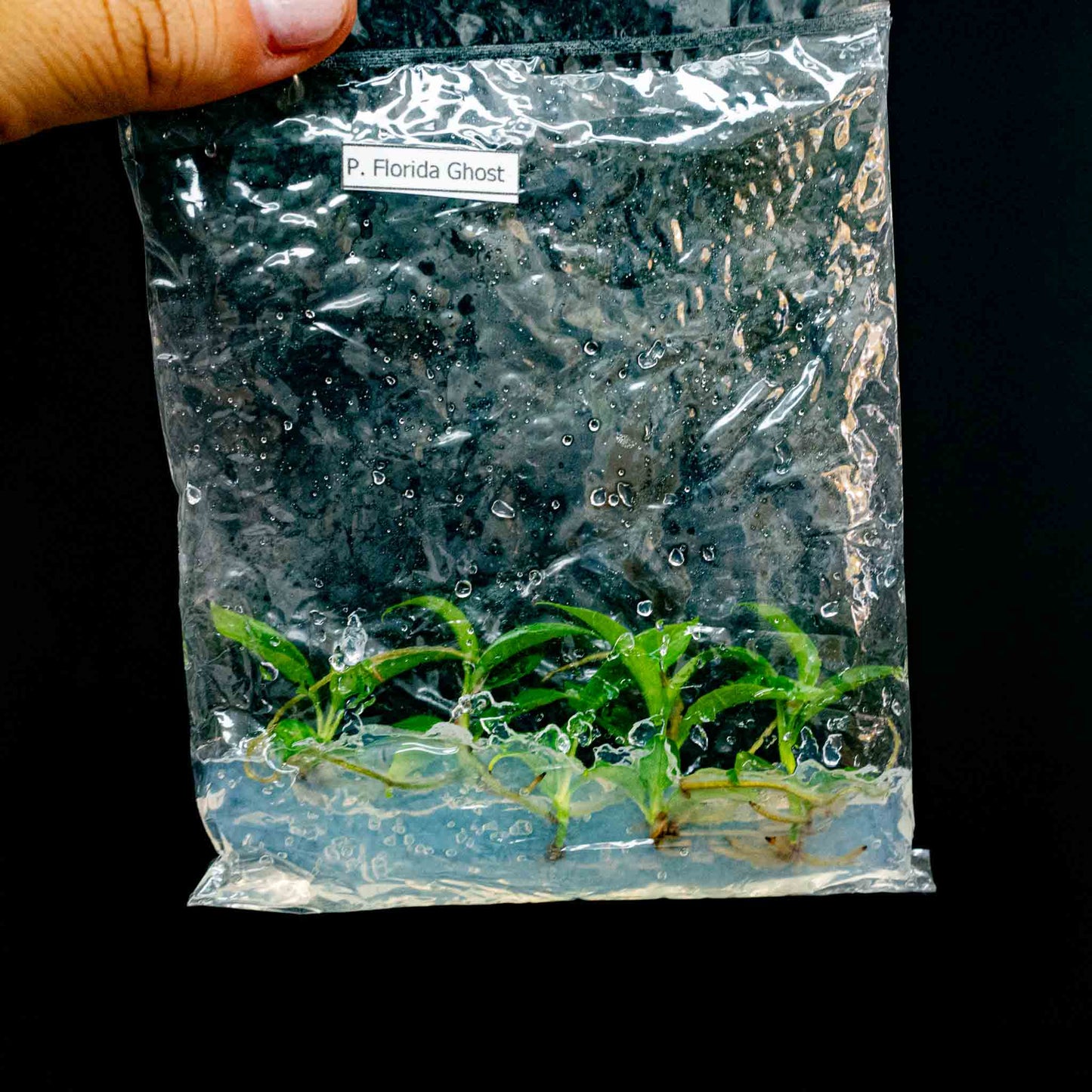 Philodendron Florida Ghost Tissue Culture Plantlets 5 Pack (Seller's Choice)