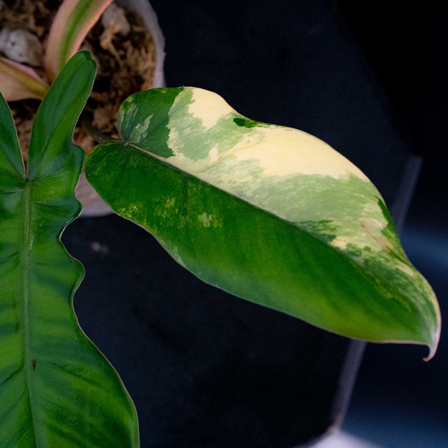 Philodendron Florida Beauty x Philodendron Mayoi Variegated (SD44-01)