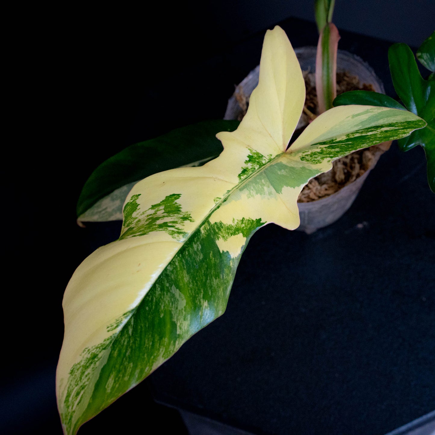 Philodendron Florida Beauty x Philodendron Mayoi Variegated (SD44-01)