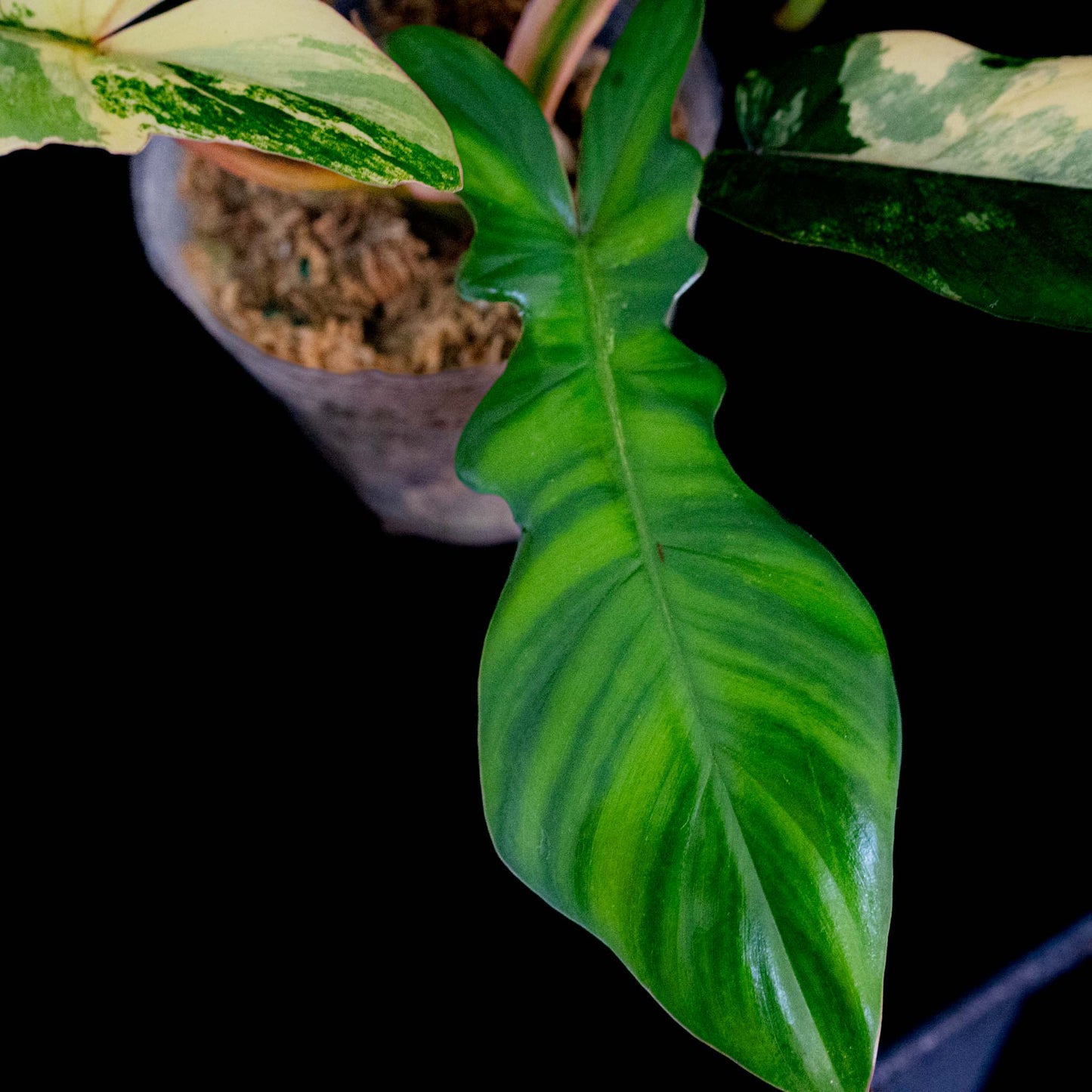 Philodendron Florida Beauty x Philodendron Mayoi Variegated (SD44-01)