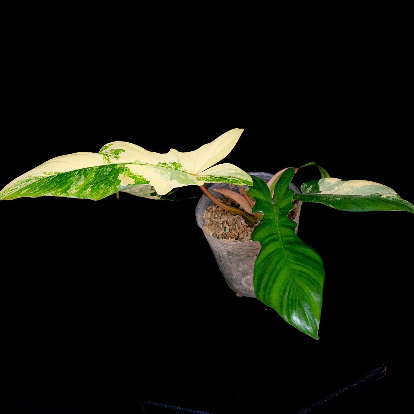 Philodendron Florida Beauty x Philodendron Mayoi Variegated (SD44-01)