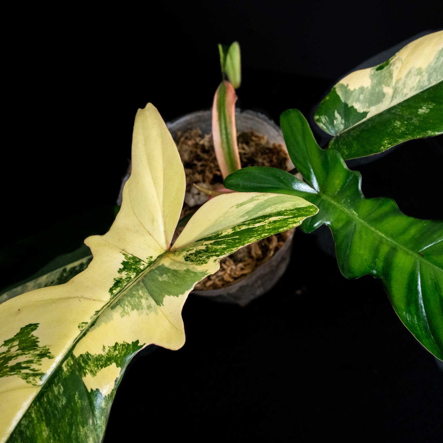 Philodendron Florida Beauty x Philodendron Mayoi Variegated (SD44-01)