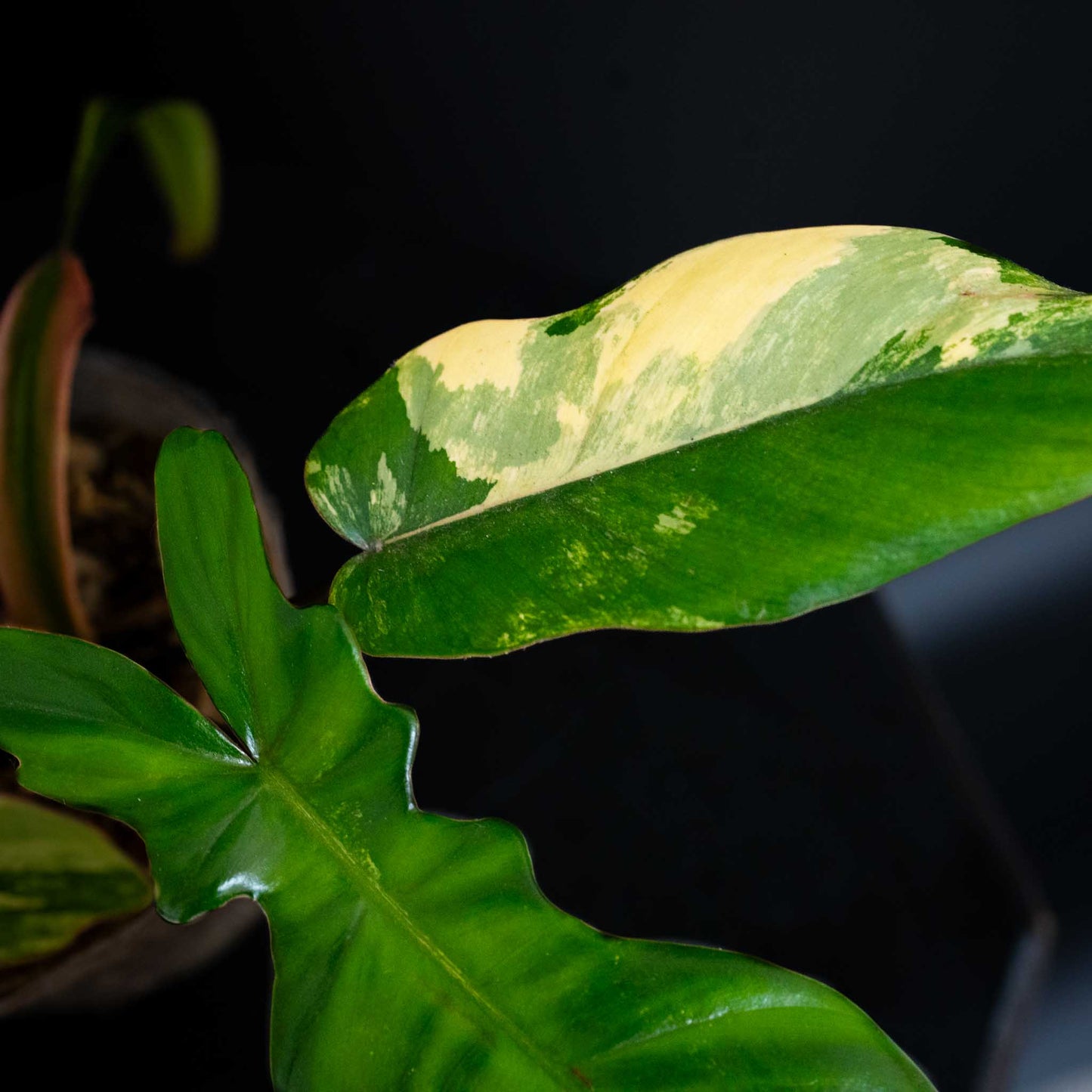 Philodendron Florida Beauty x Philodendron Mayoi Variegated (SD44-01)