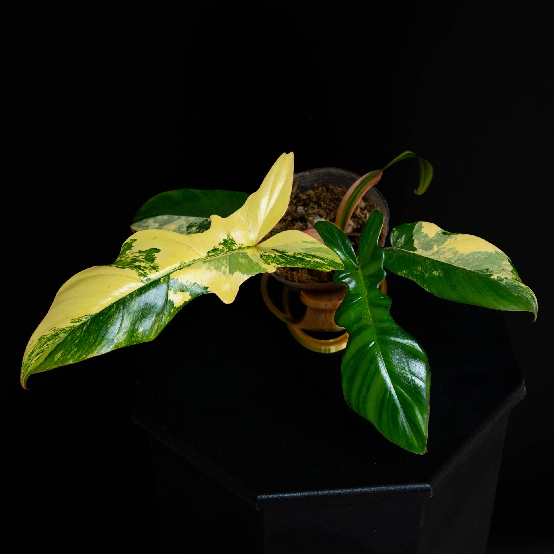 Philodendron Florida Beauty x Philodendron Mayoi Variegated