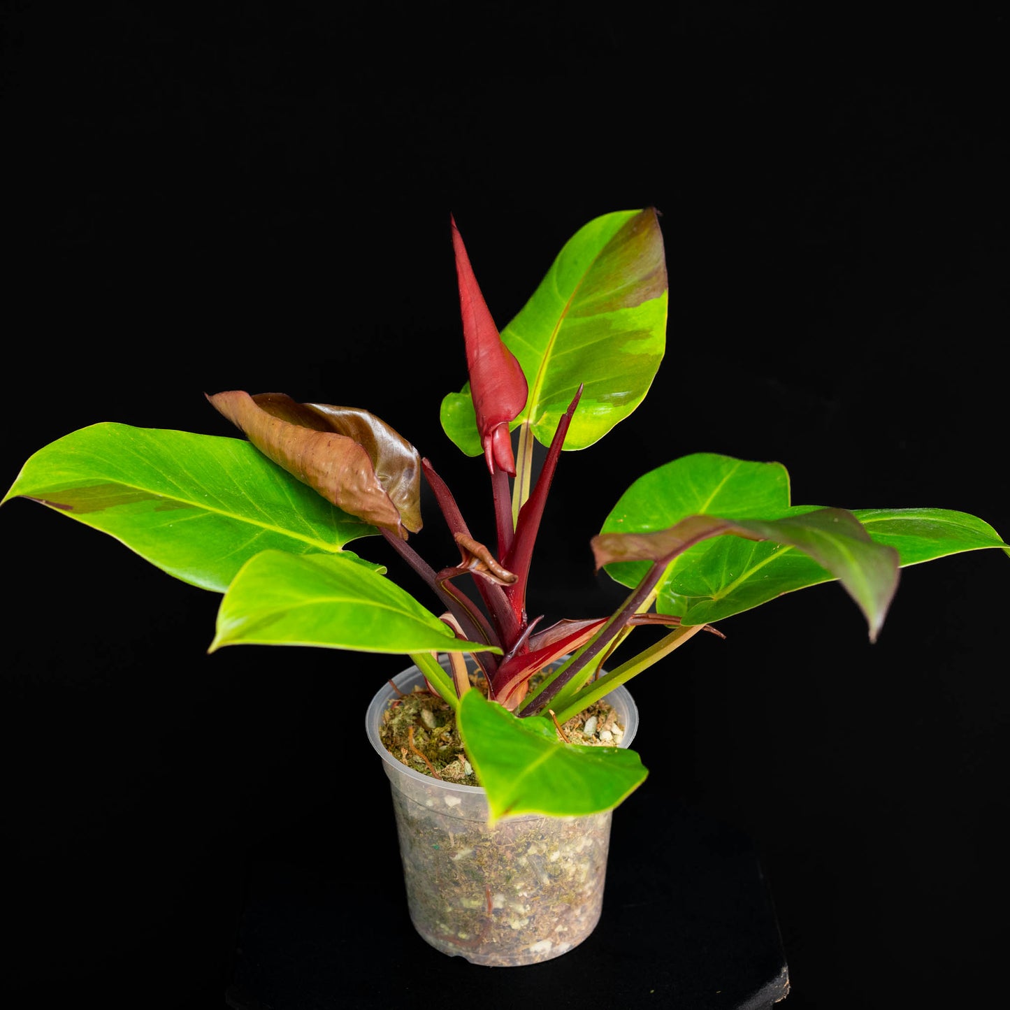 Philodendron Red Moon *Kunzo Lineage* (SD44-01)