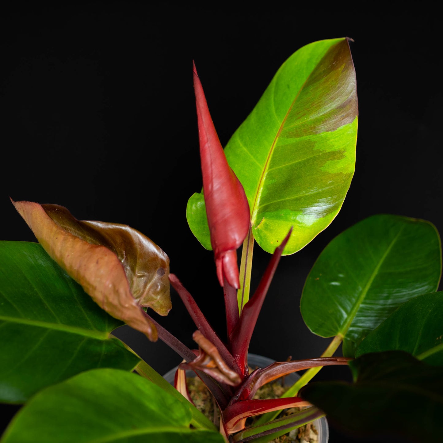 Philodendron Red Moon *Kunzo Lineage* (SD44-01)