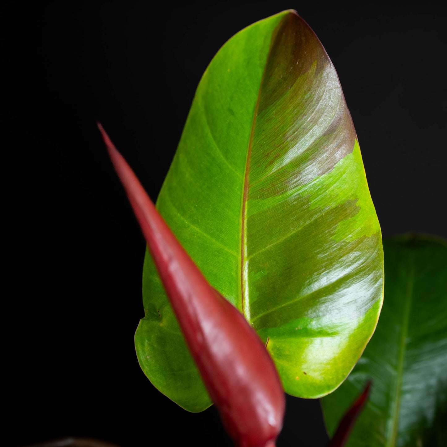 Philodendron Red Moon *Kunzo Lineage* (SD44-01)