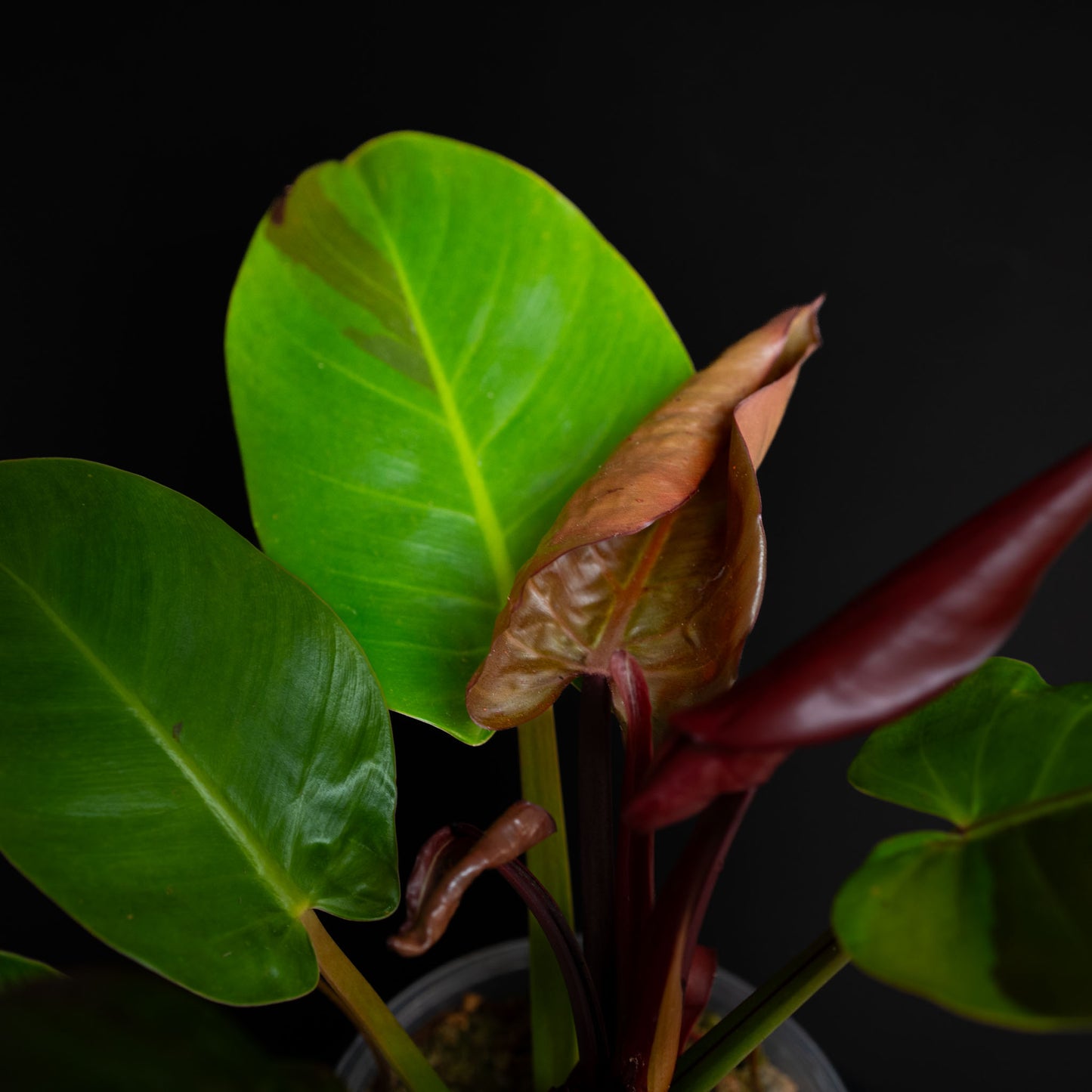 Philodendron Red Moon *Kunzo Lineage* (SD44-01)