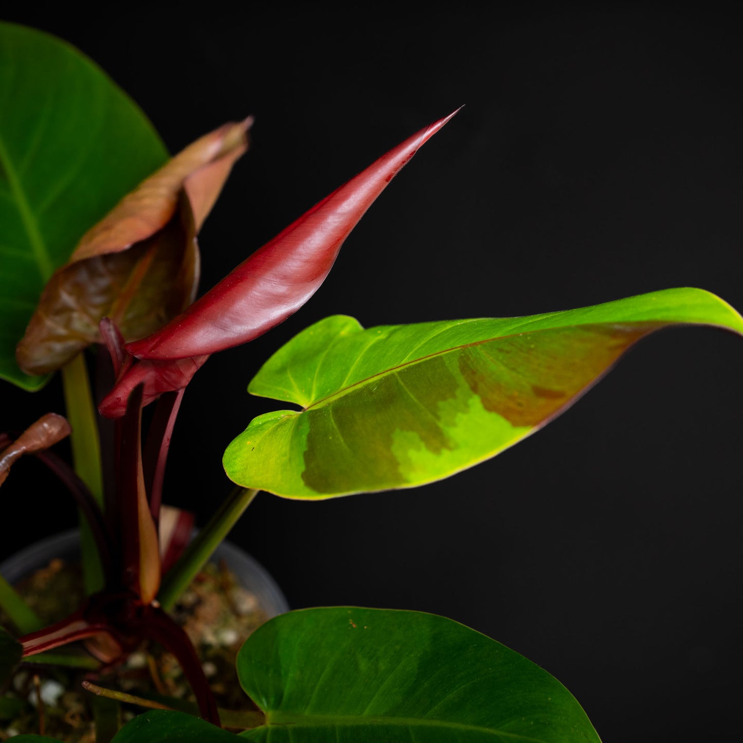 Philodendron Red Moon *Kunzo Lineage* (SD44-01)