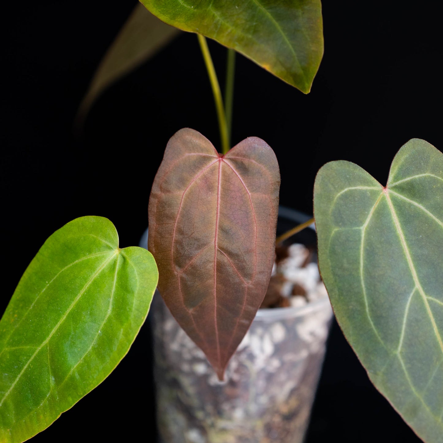 Anthurium Rotundatum x Doc Block F2 (SD44-01)