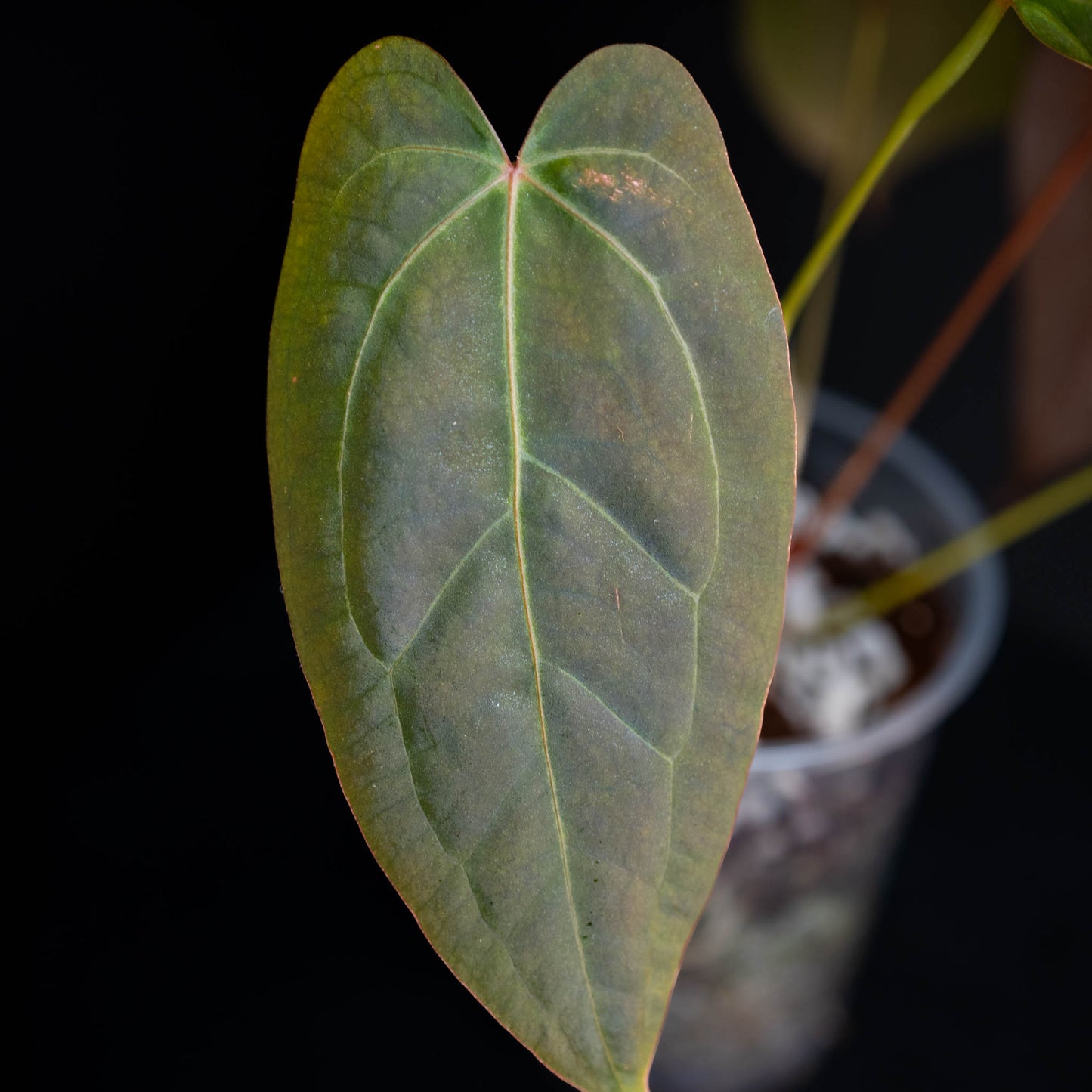 Anthurium Rotundatum x Doc Block F2 (SD44-01)