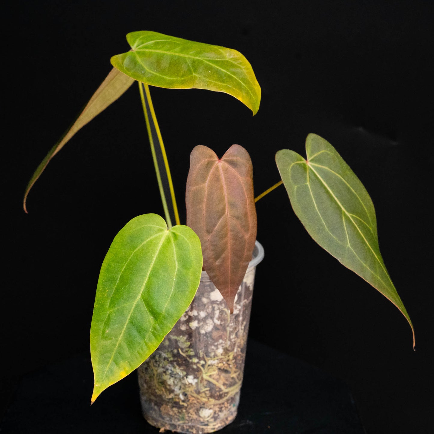 Anthurium Rotundatum x Doc Block F2 (SD44-01)