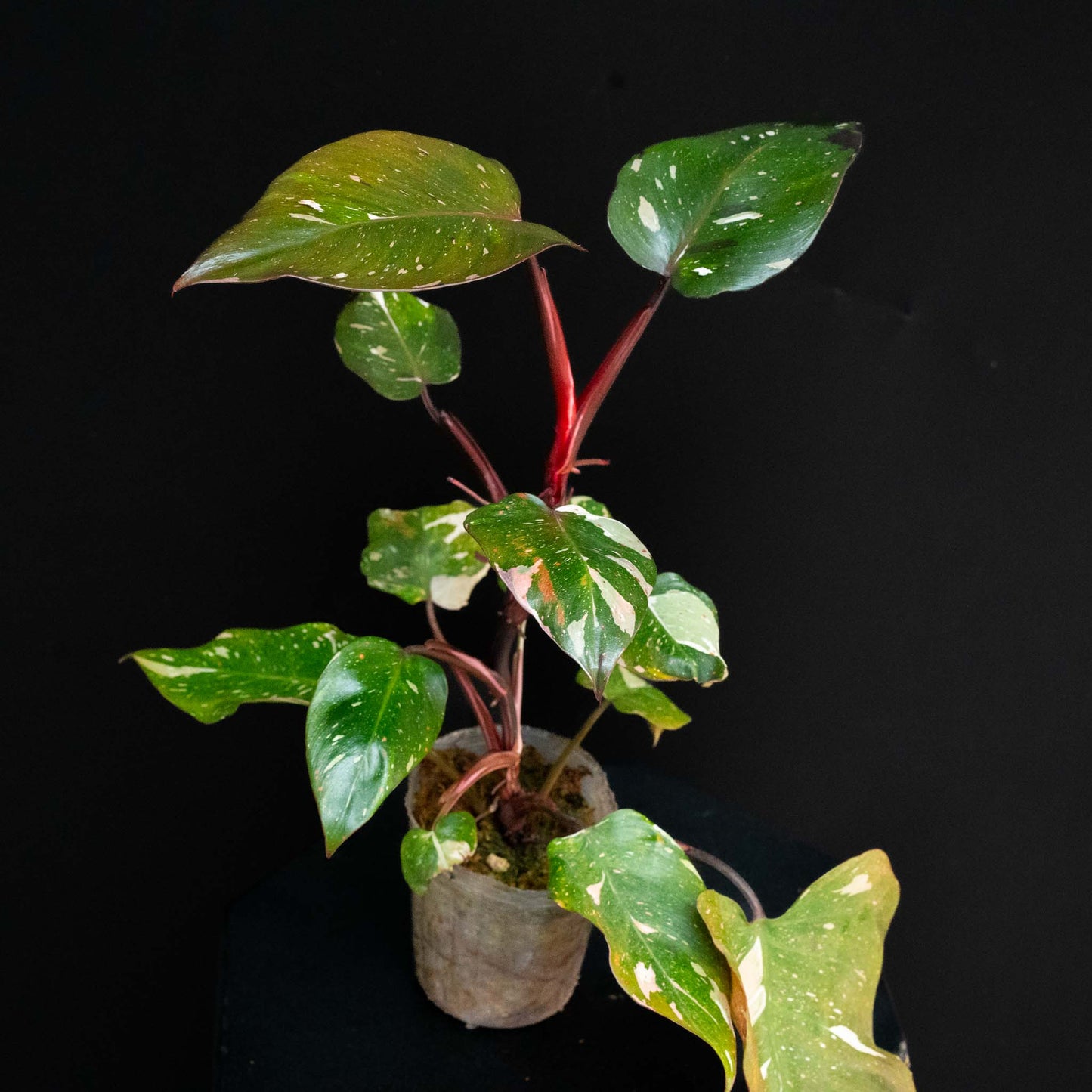 Philodendron Red Anderson Variegated SD44-01