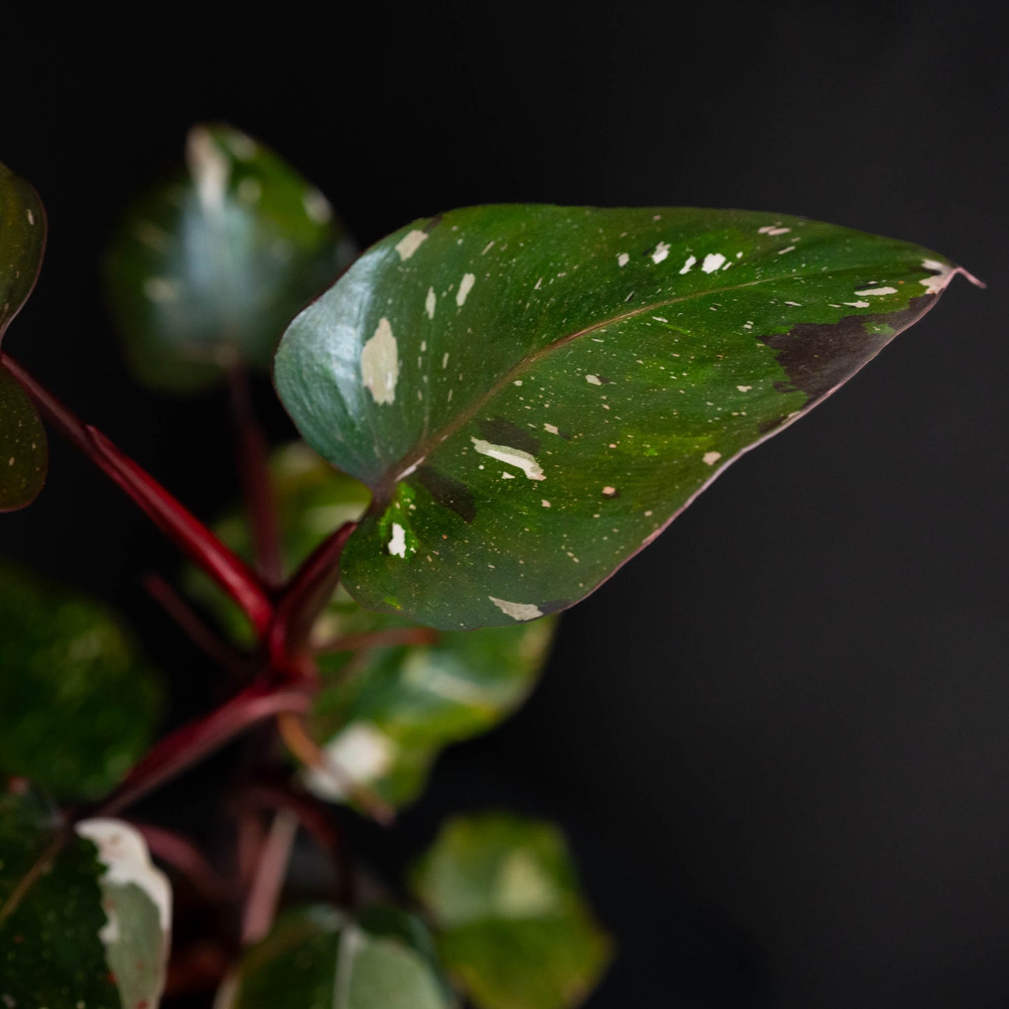 Philodendron Red Anderson Variegated SD44-01