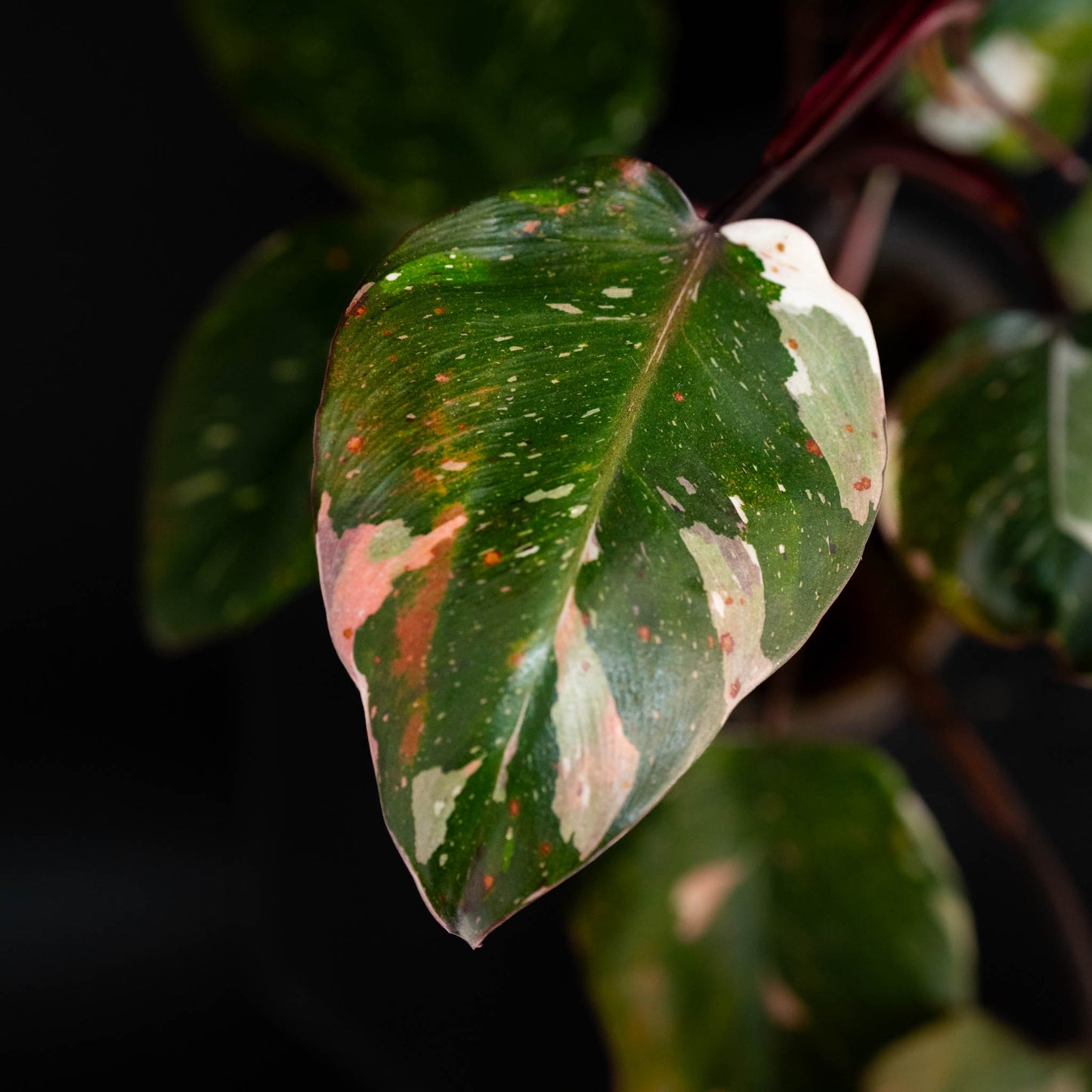 Philodendron Red Anderson Variegated SD44-01