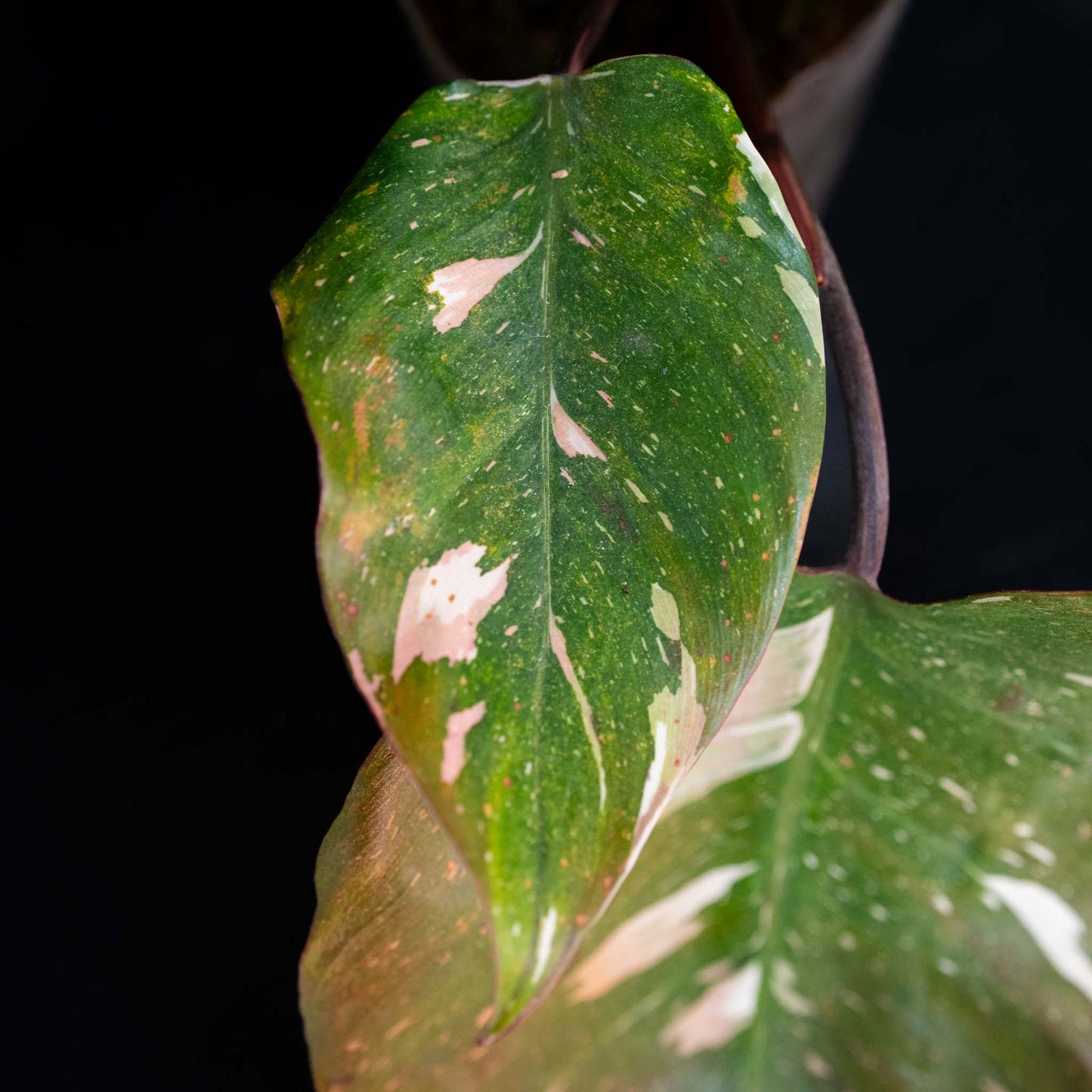 Philodendron Red Anderson Variegated SD44-01