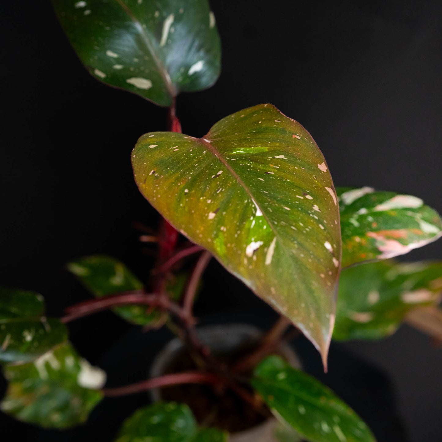 Philodendron Red Anderson Variegated SD44-01