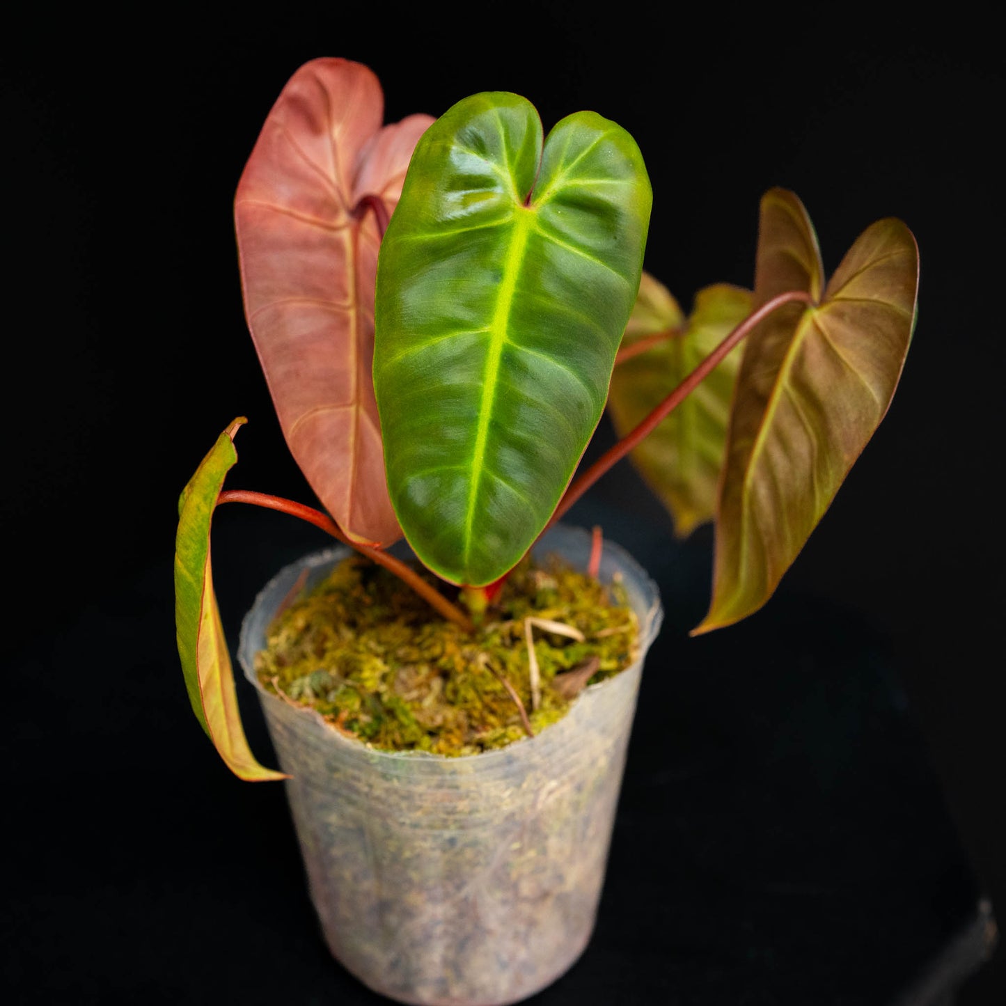 Philodendron 'El Choco Red' x Billietiae Variegated (Grower's Choice)