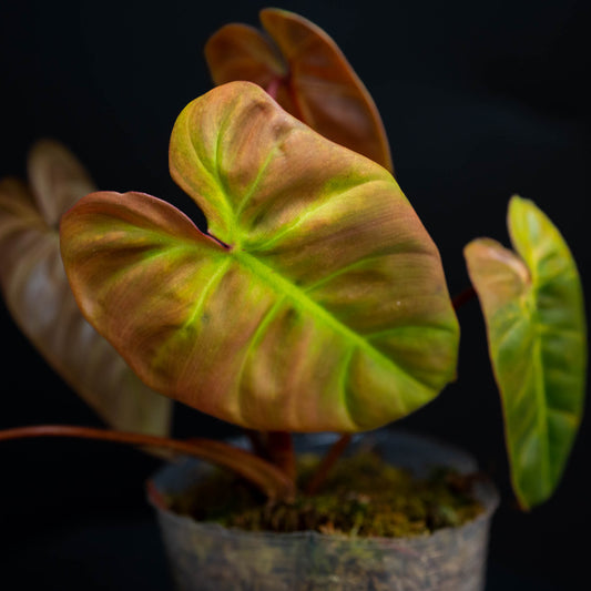 Philodendron 'El Choco Red' x Billietiae Variegated (Grower's Choice)