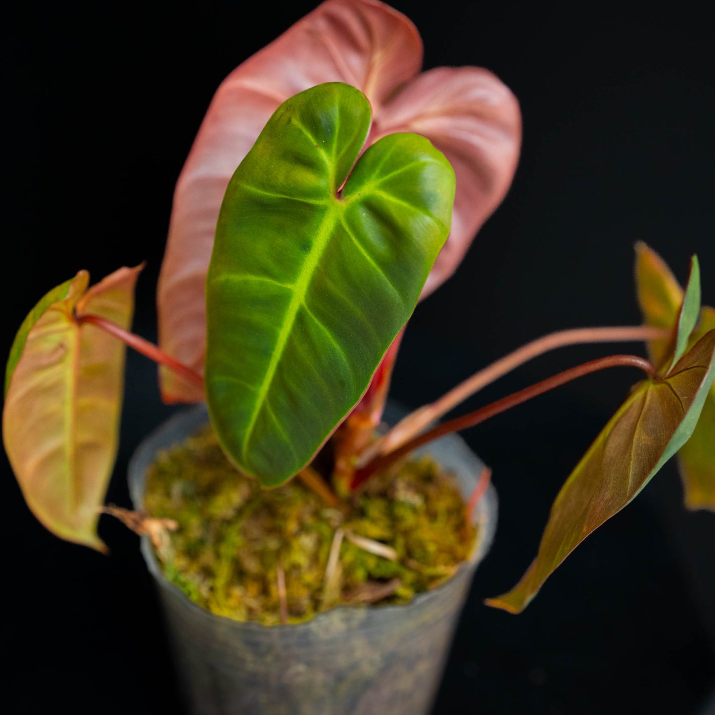 Philodendron 'El Choco Red' x Billietiae Variegated (Grower's Choice)