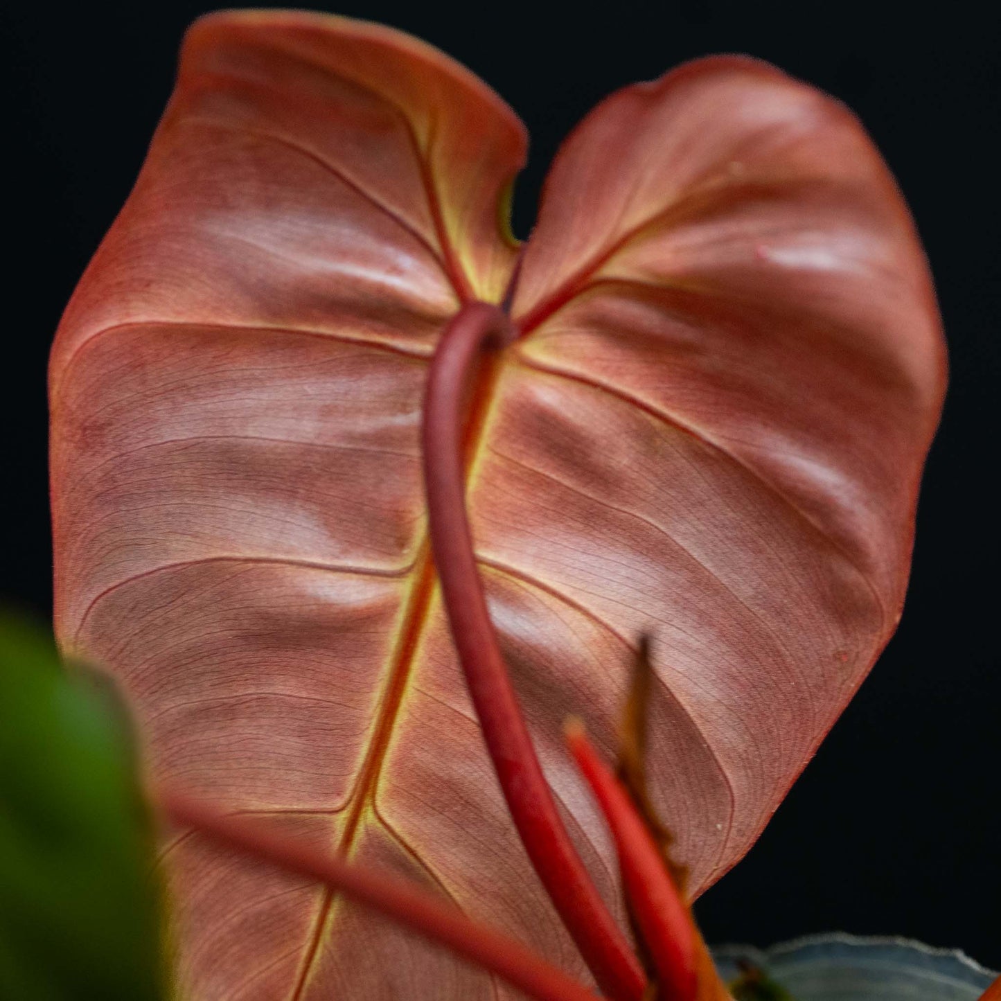 Philodendron 'El Choco Red' x Billietiae Variegated (Grower's Choice)