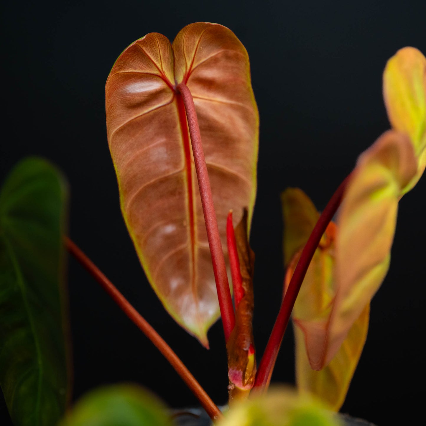 Philodendron 'El Choco Red' x Billietiae Variegated (Grower's Choice)