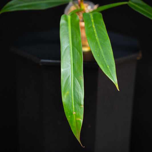 Philodendron Bicolor (Grower's Choice)