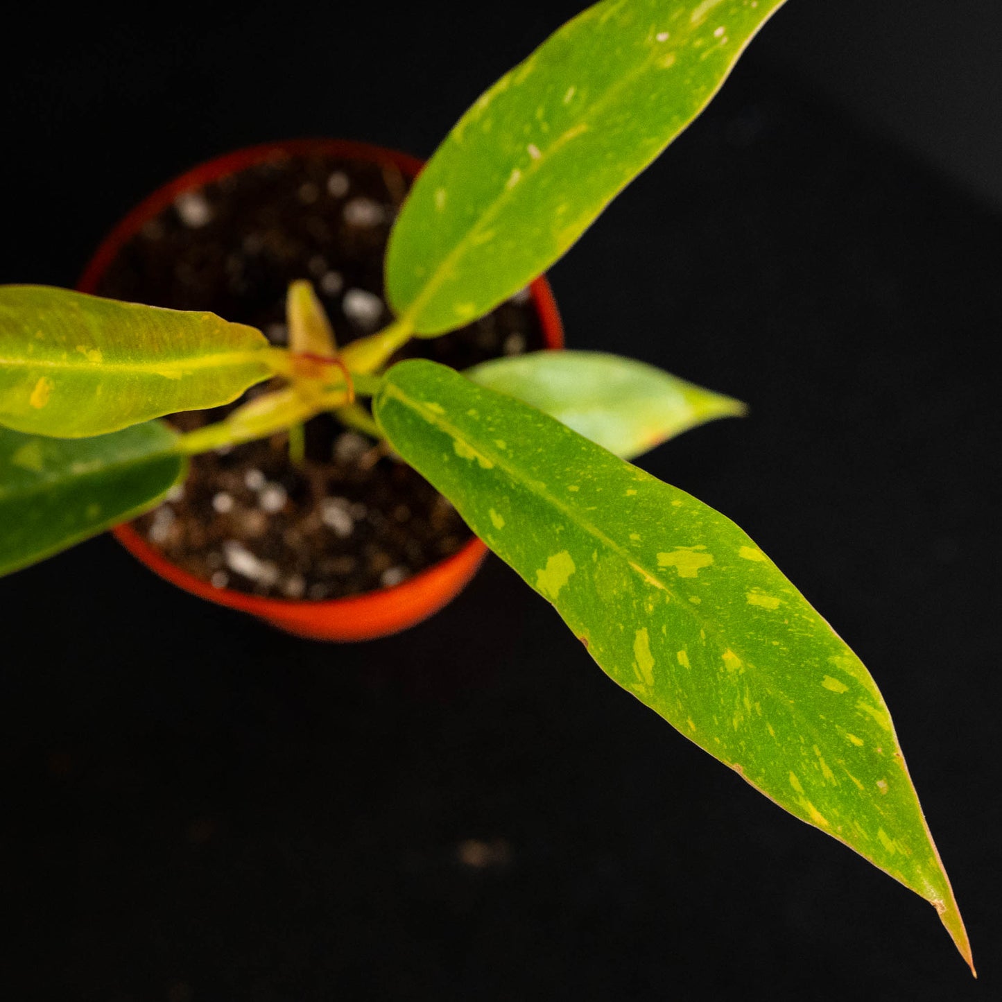 Philodendron Ring of Fire Variegated (Grower's Choice)