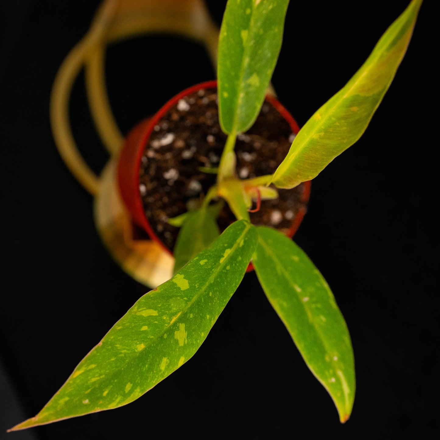 Philodendron Ring of Fire Variegated (Grower's Choice)