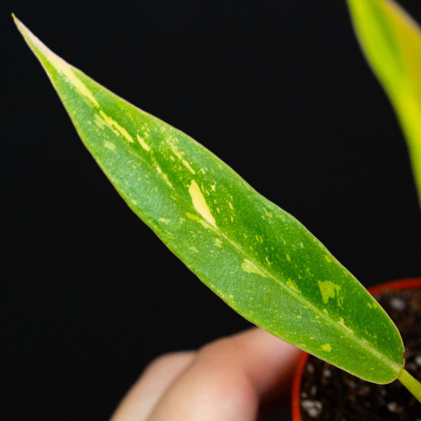 Philodendron Ring of Fire Variegated (Grower's Choice)