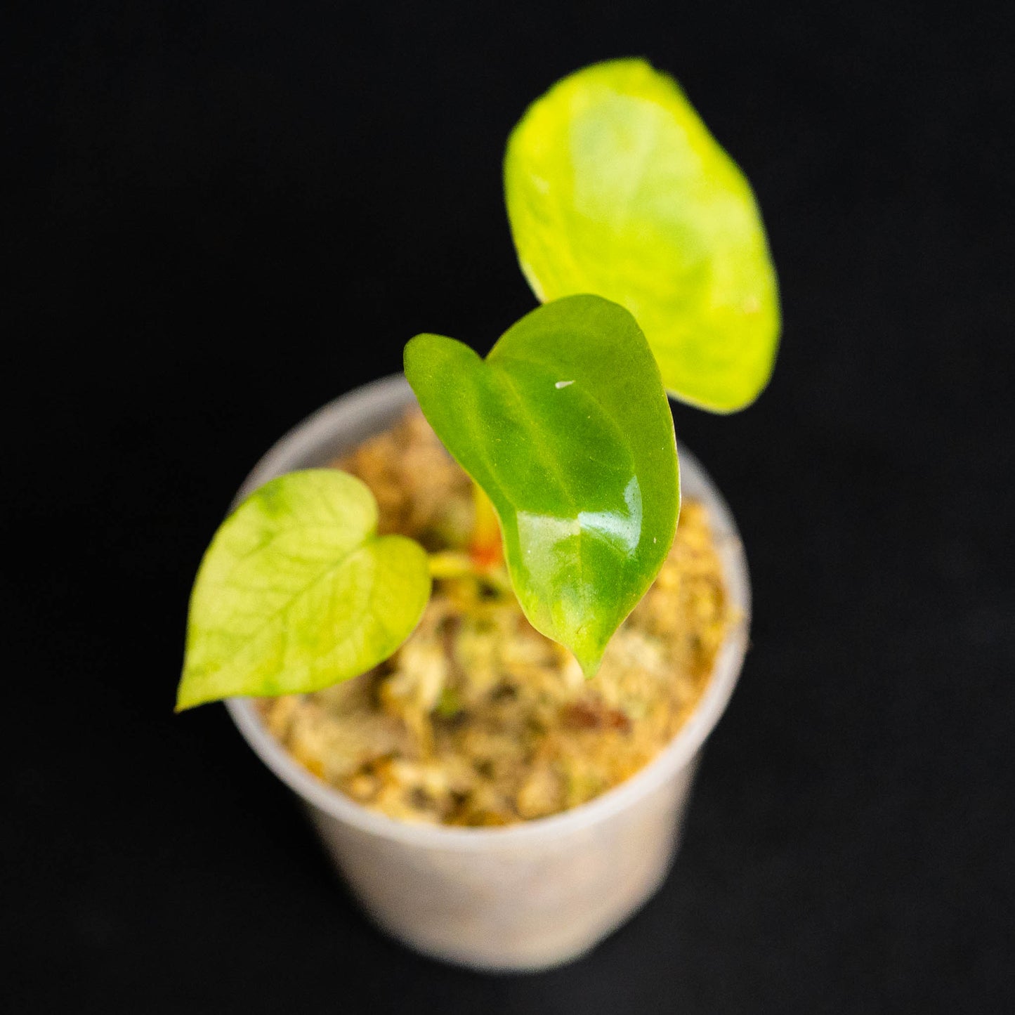 Anthurium Magnificum x Nigrolaminum 'Gigi' (Grower's Choice)