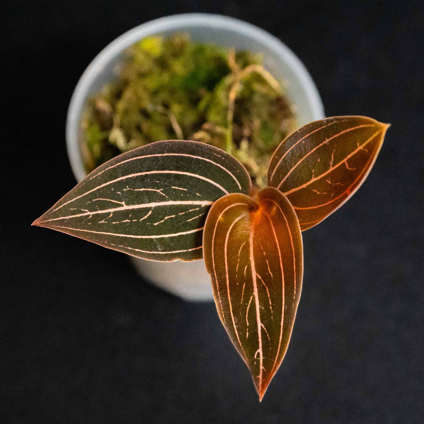 Anoectochilus Roxburghii 'Jewel Orchid' (Grower's Choice)